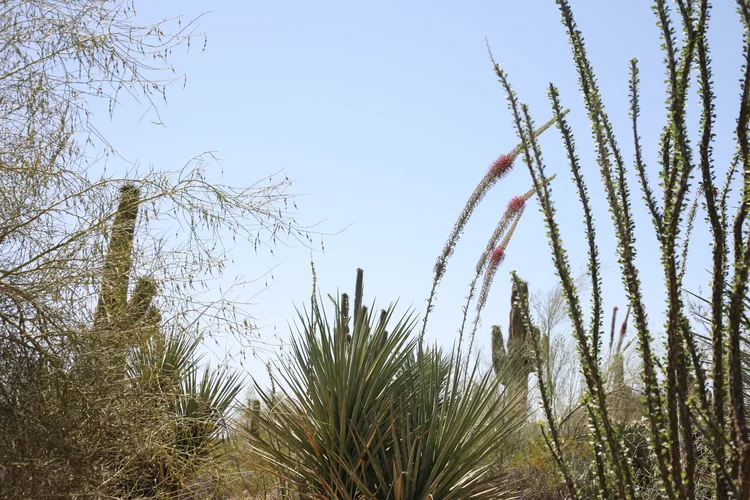 Desert Landscape, Arizona