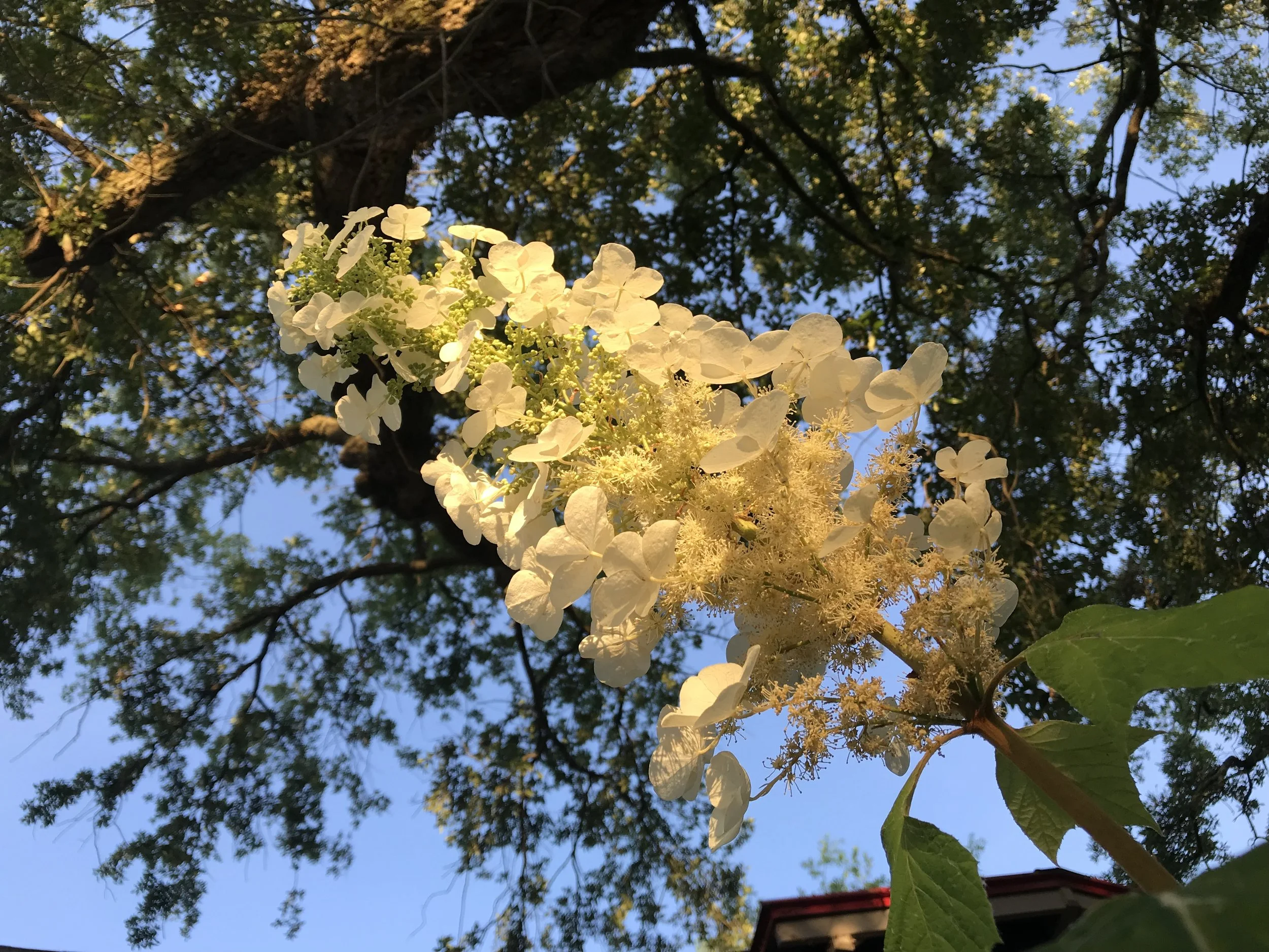 IMG_1977.jpeg