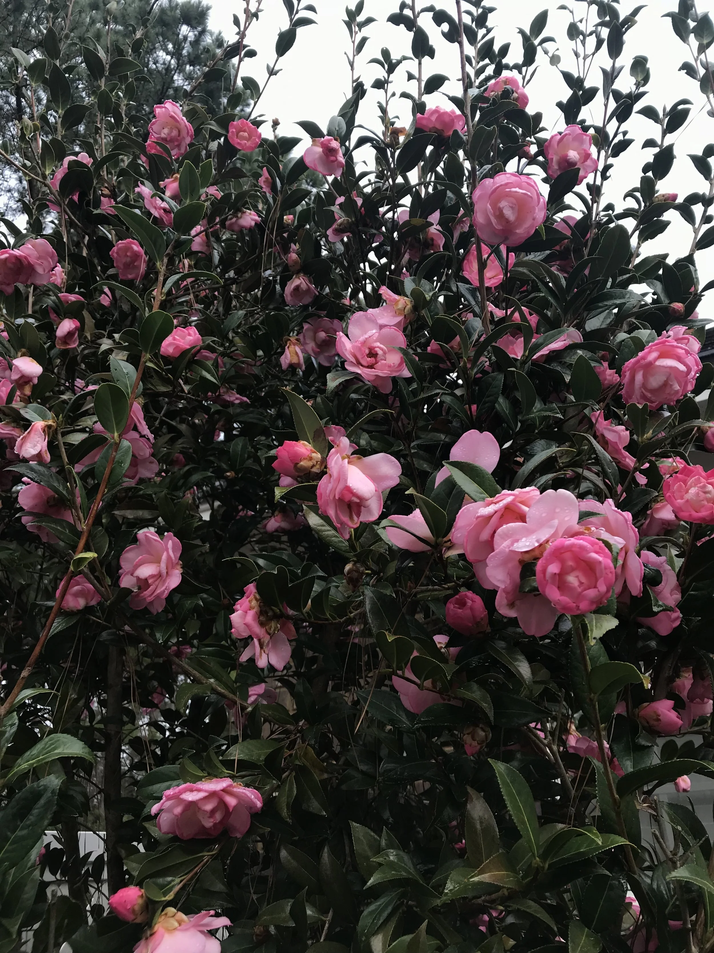 IMG_0811.jpeg