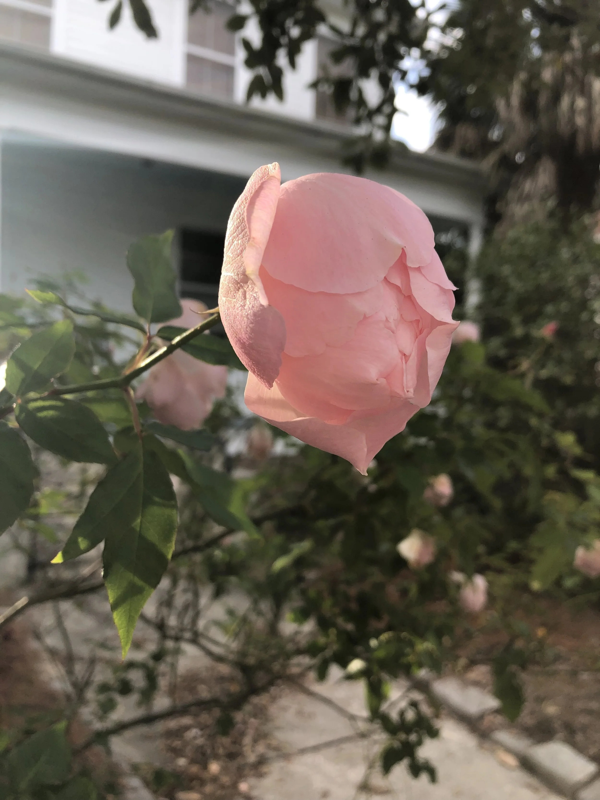 IMG_1689.jpeg