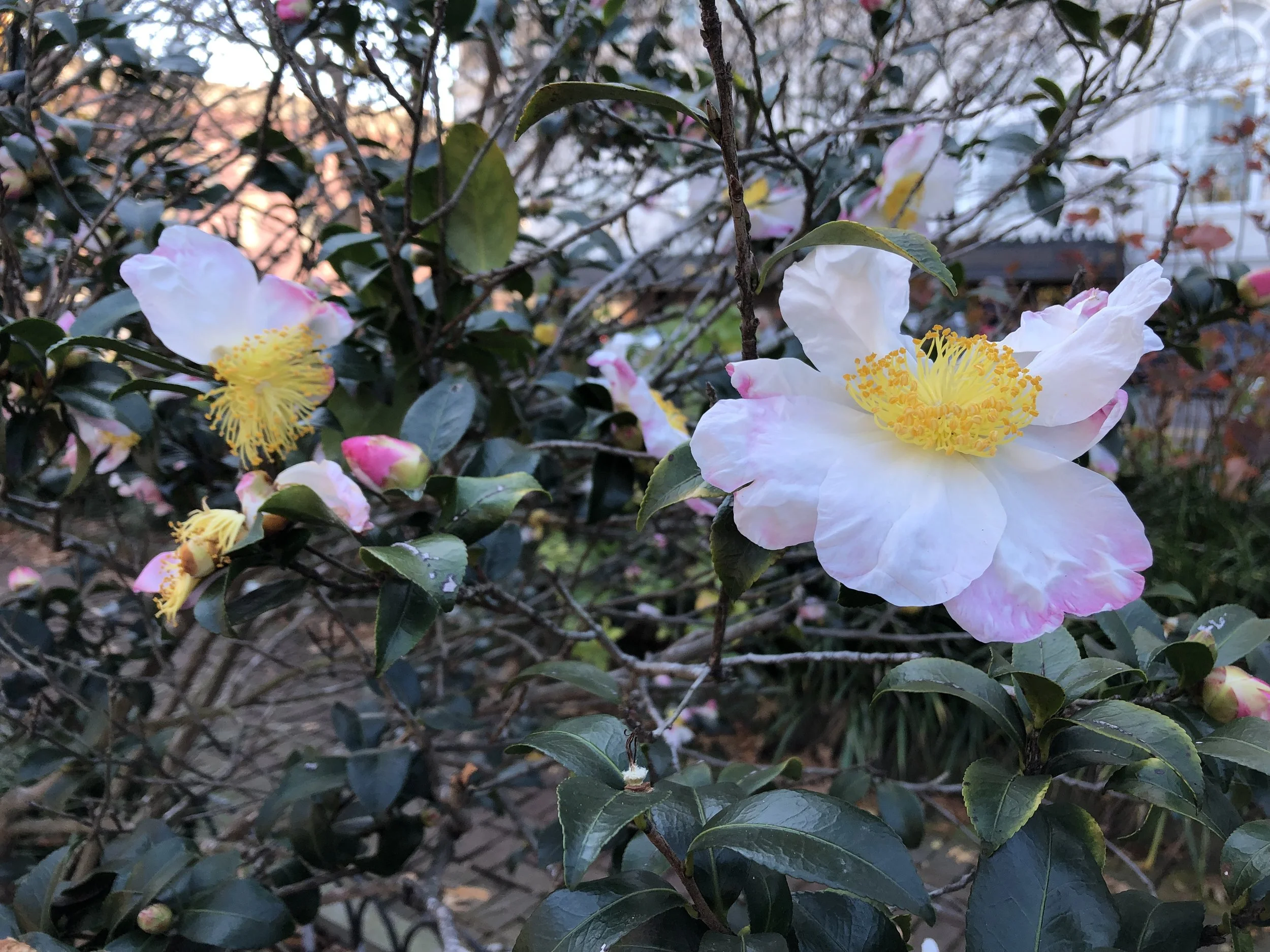IMG_1622.jpeg