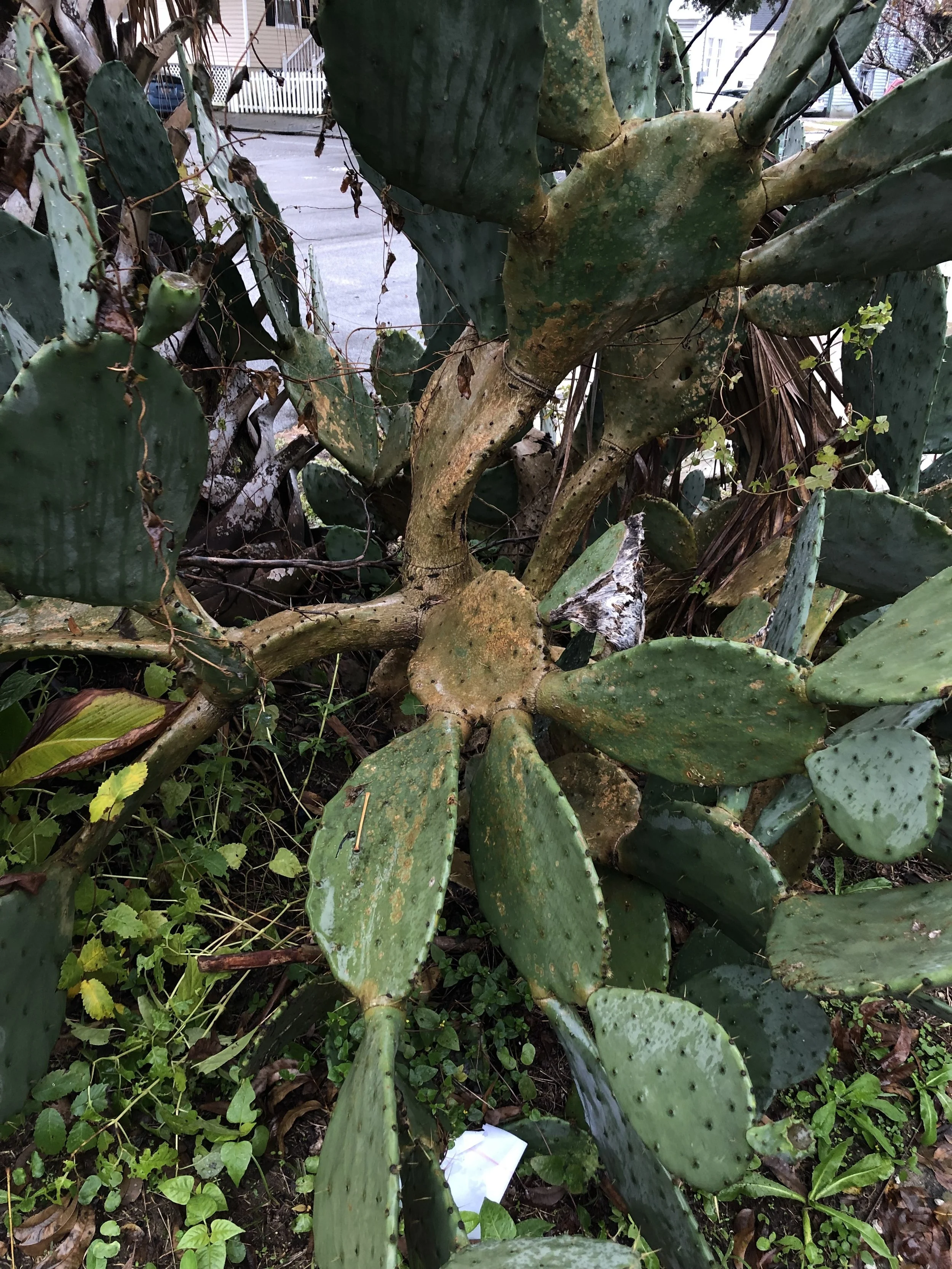 IMG_1599.jpeg