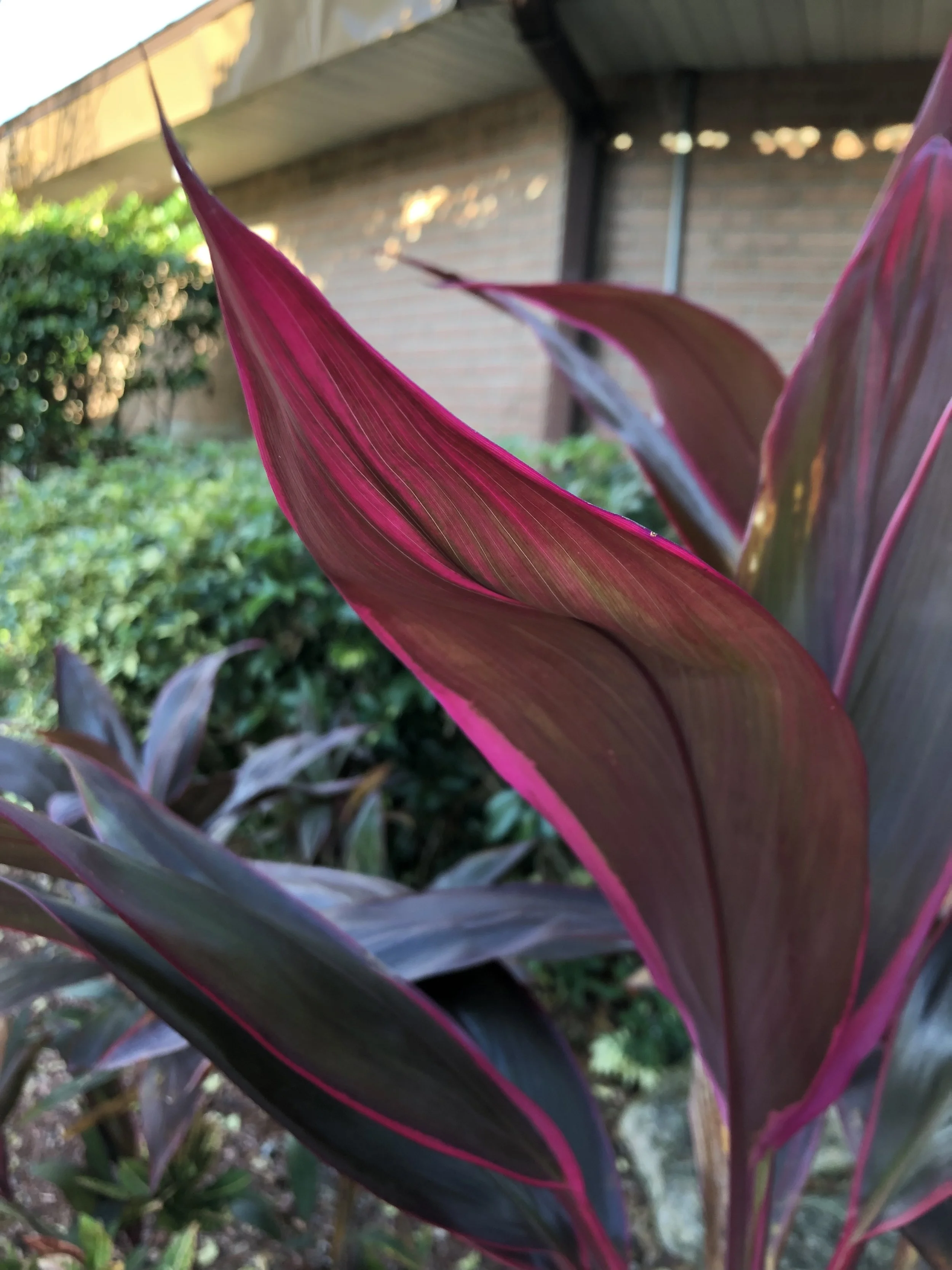 IMG_1431.jpeg
