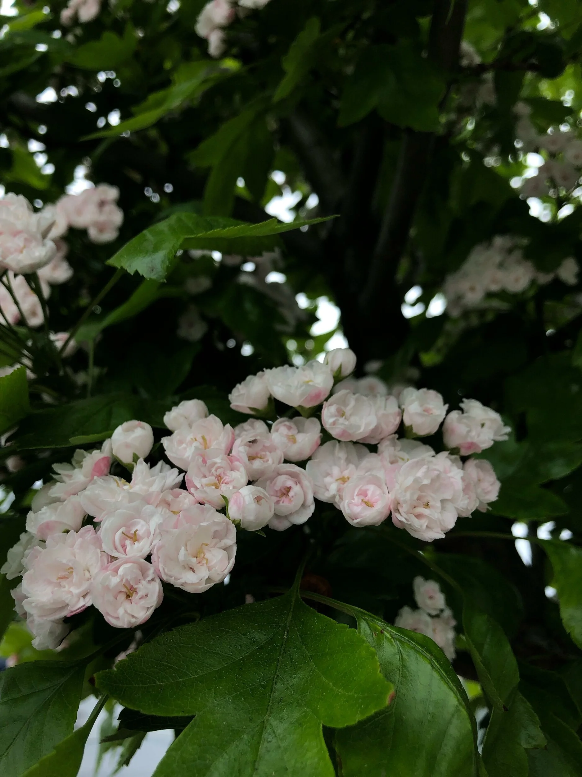 IMG_2588.jpeg