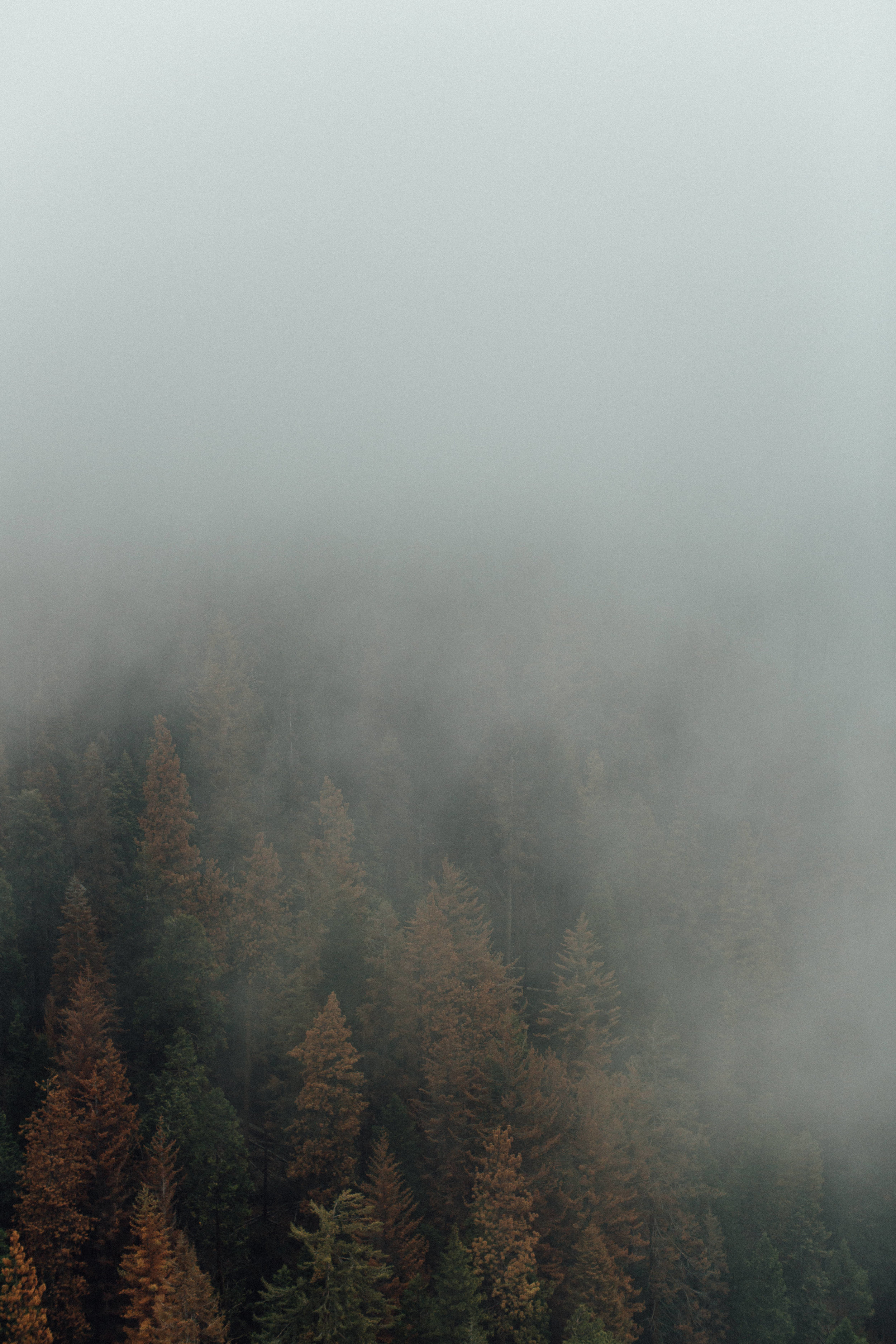 Sequoia-1-8.jpg