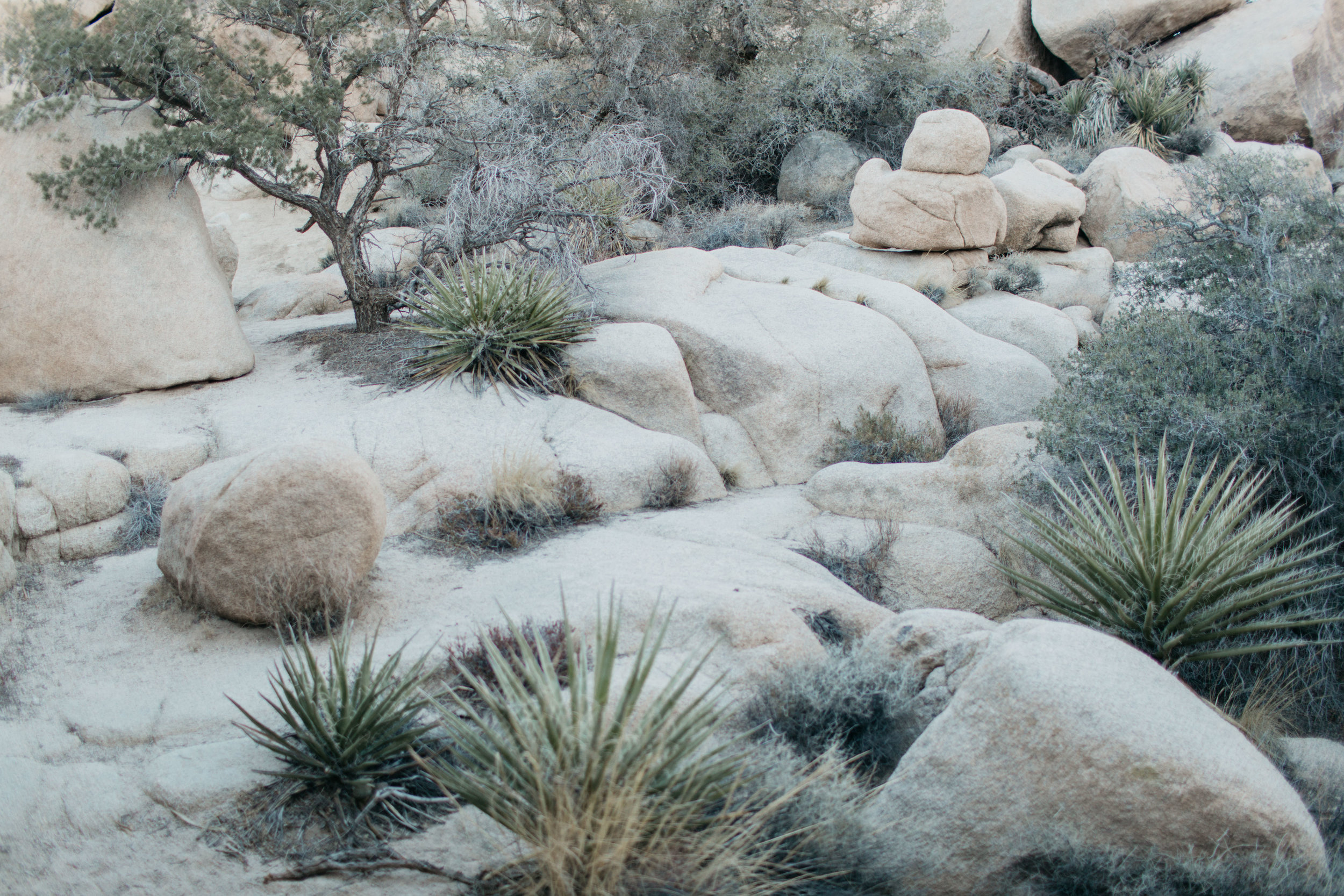 Joshua-Tree-Delivery-0001.jpg