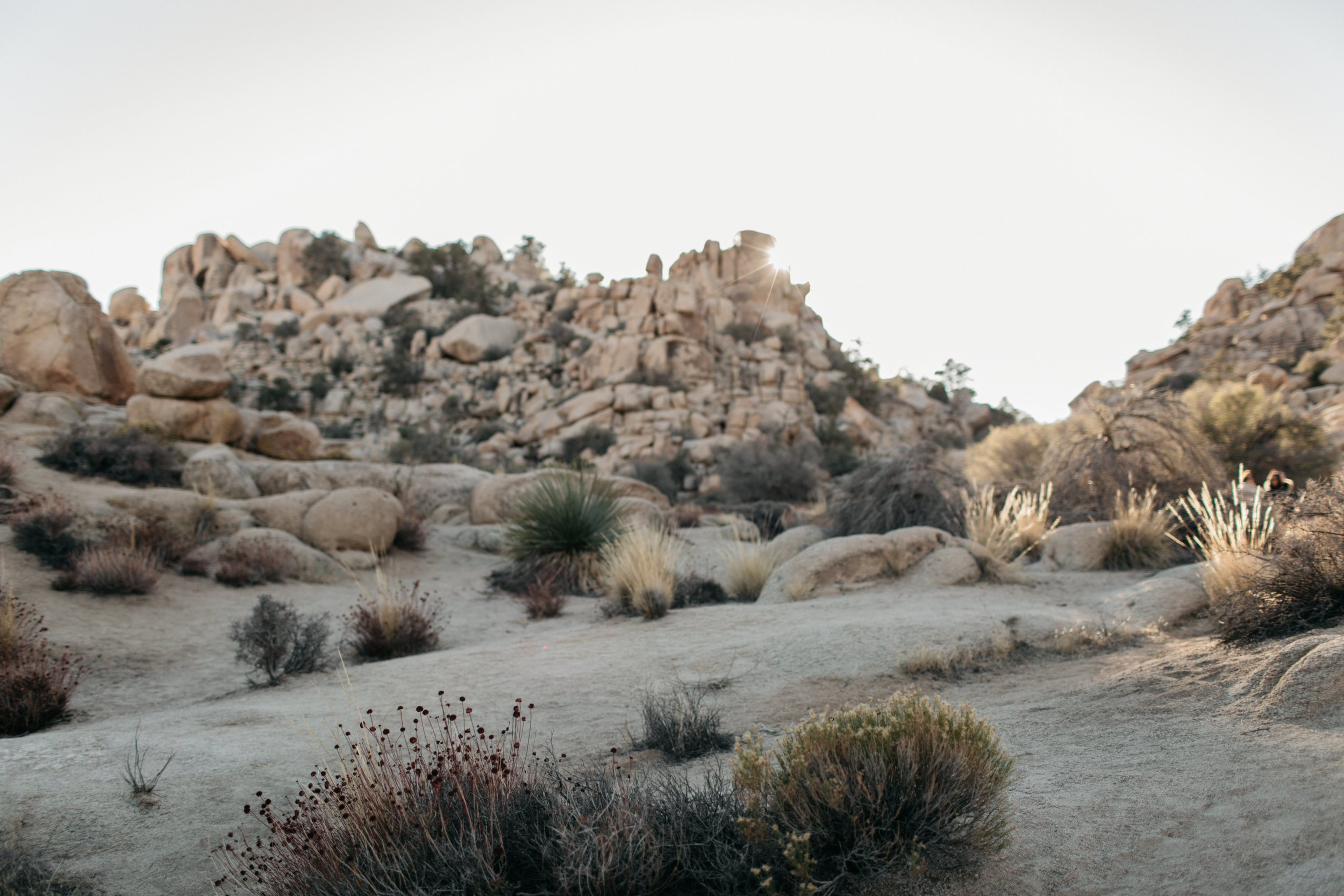 Joshua-Tree-Delivery-0016.jpg