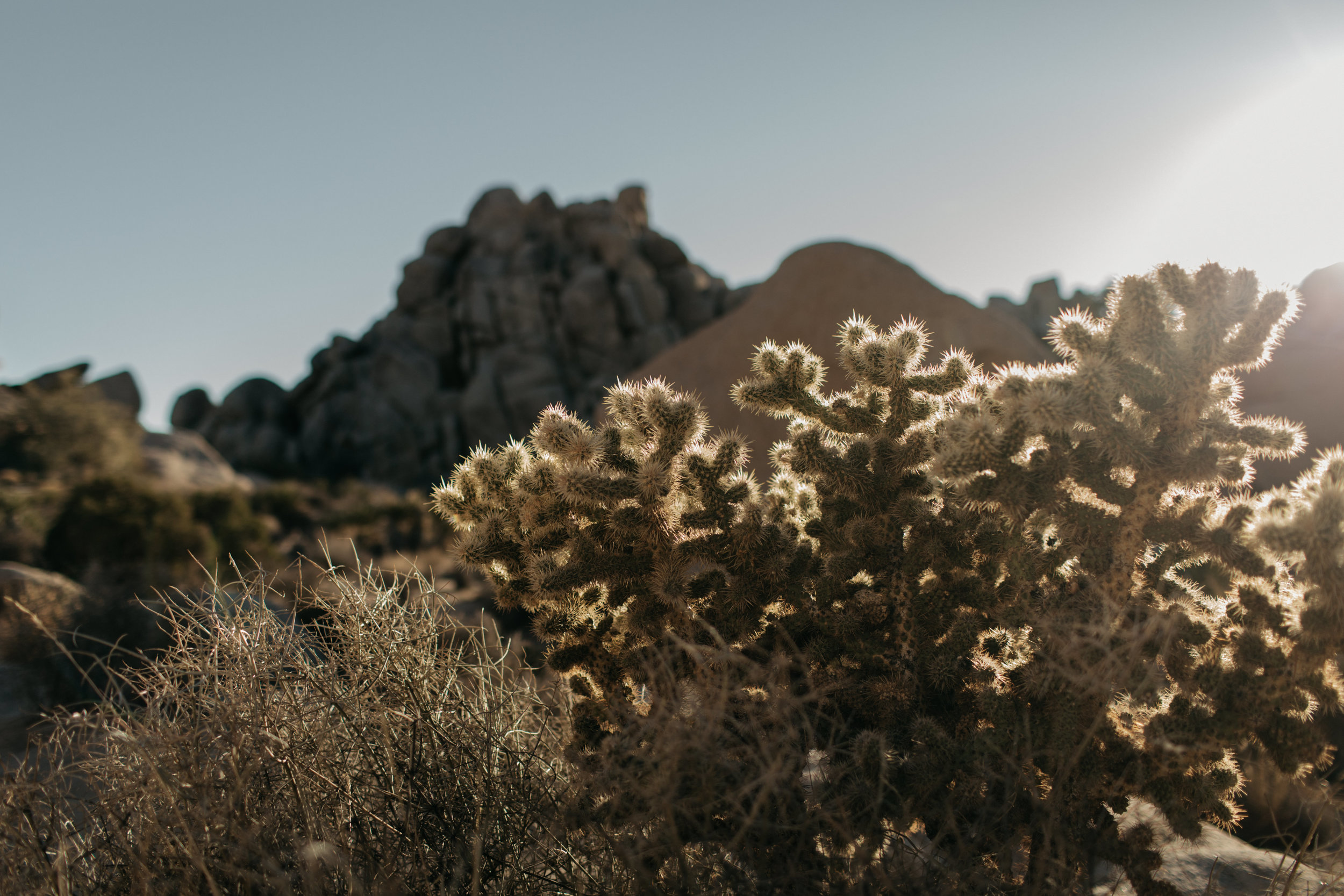 Joshua-Tree-Delivery-0023.jpg