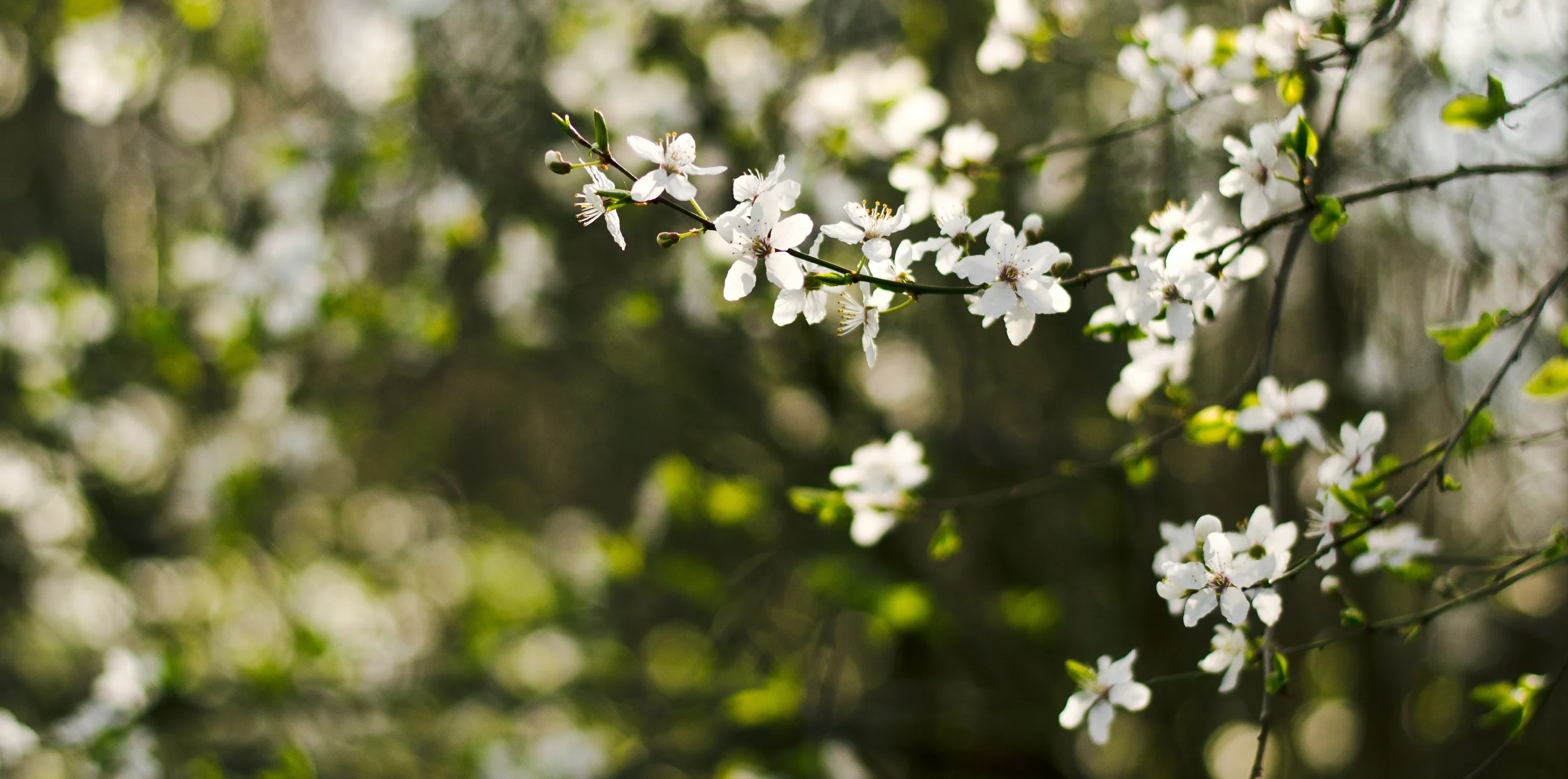 flowers-lizzie guilbert.jpeg