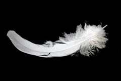 Feathers (explicit content)