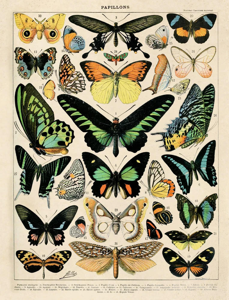 With each swing of the butterfly wing