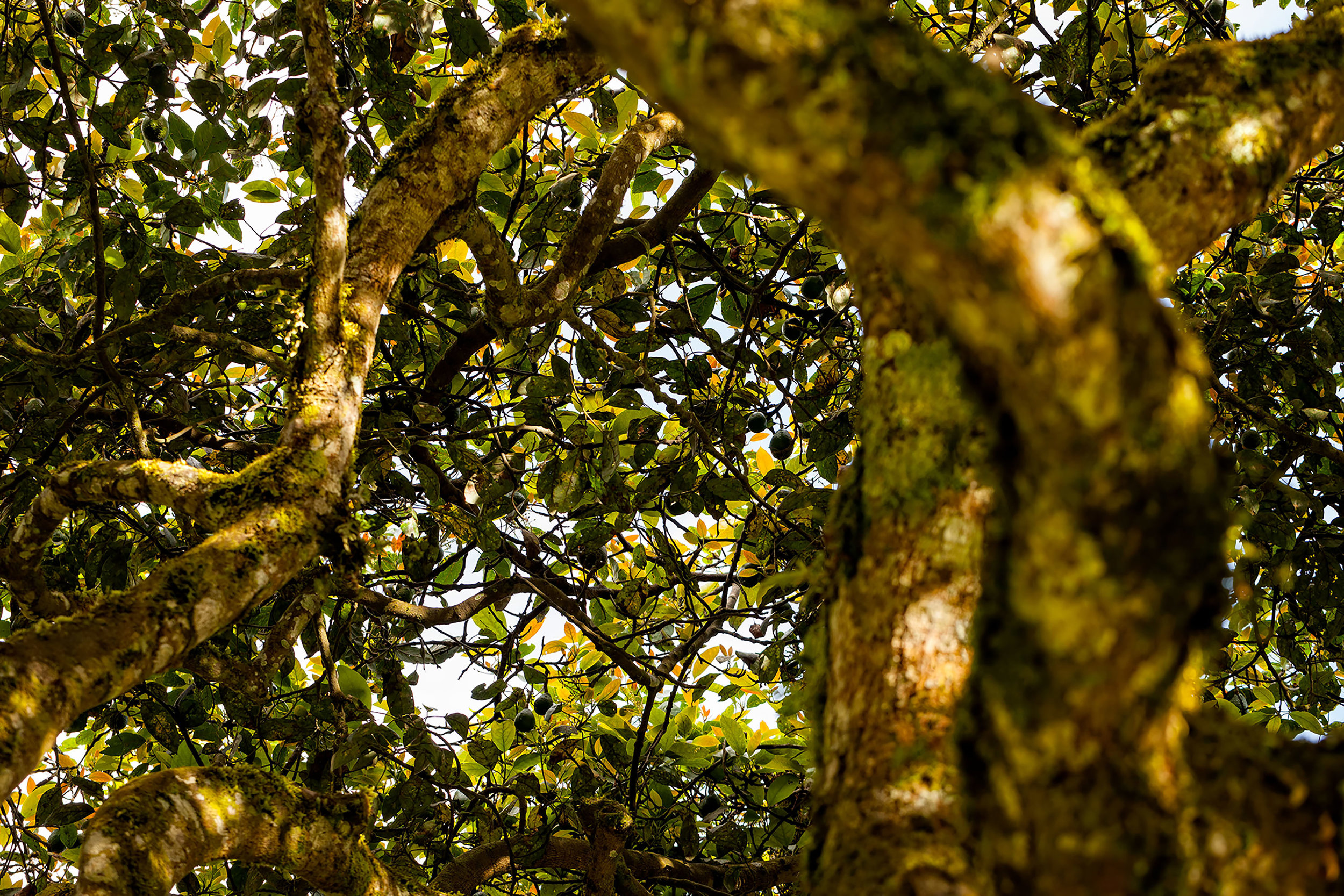 AVOCADO TREE 3000px.jpg