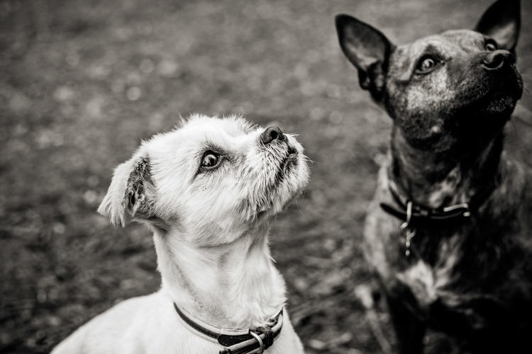 Portraiture in Savernake Forset.jpg