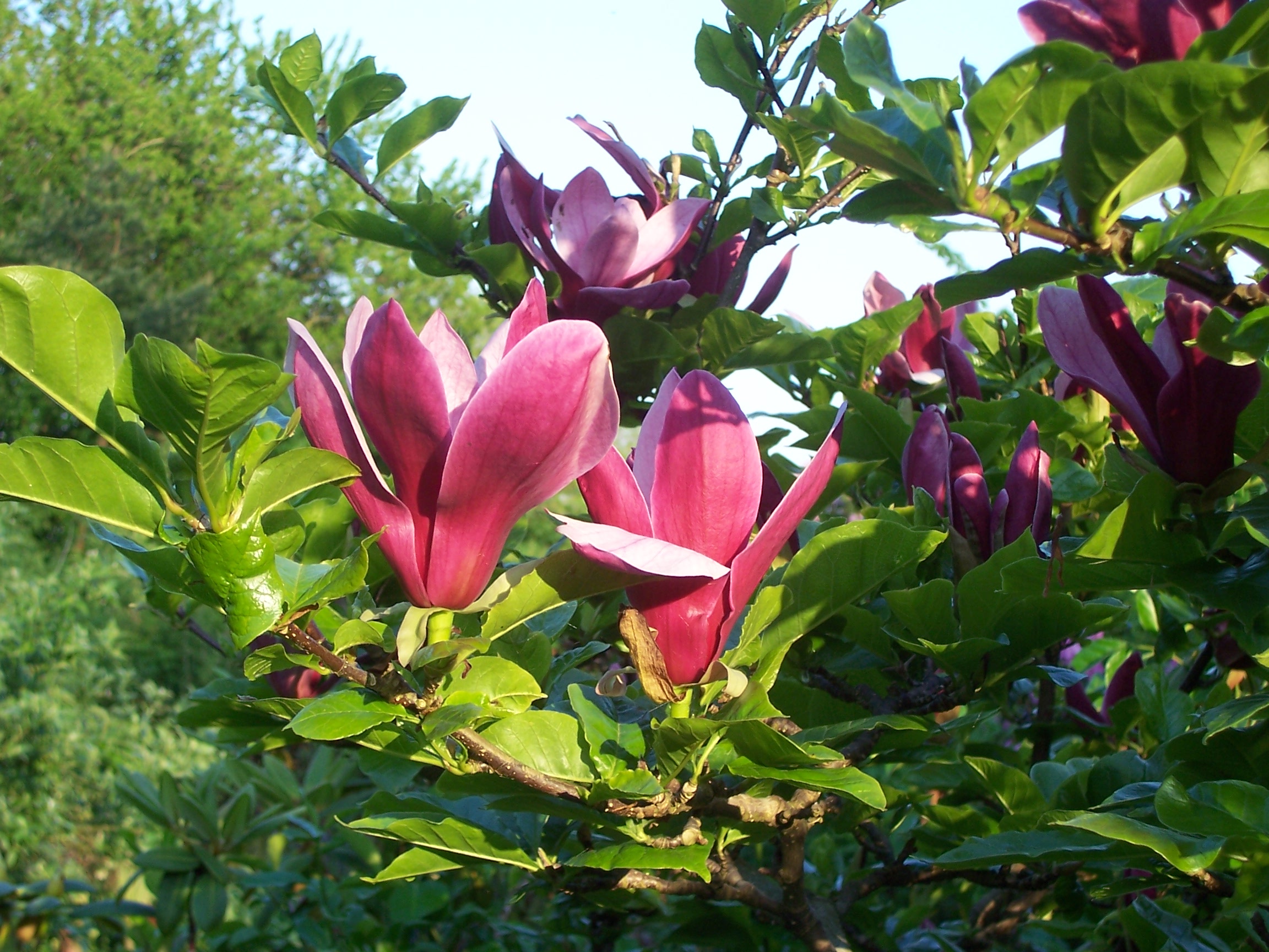 Åsbyhemochträdgård - magnolia.jpg