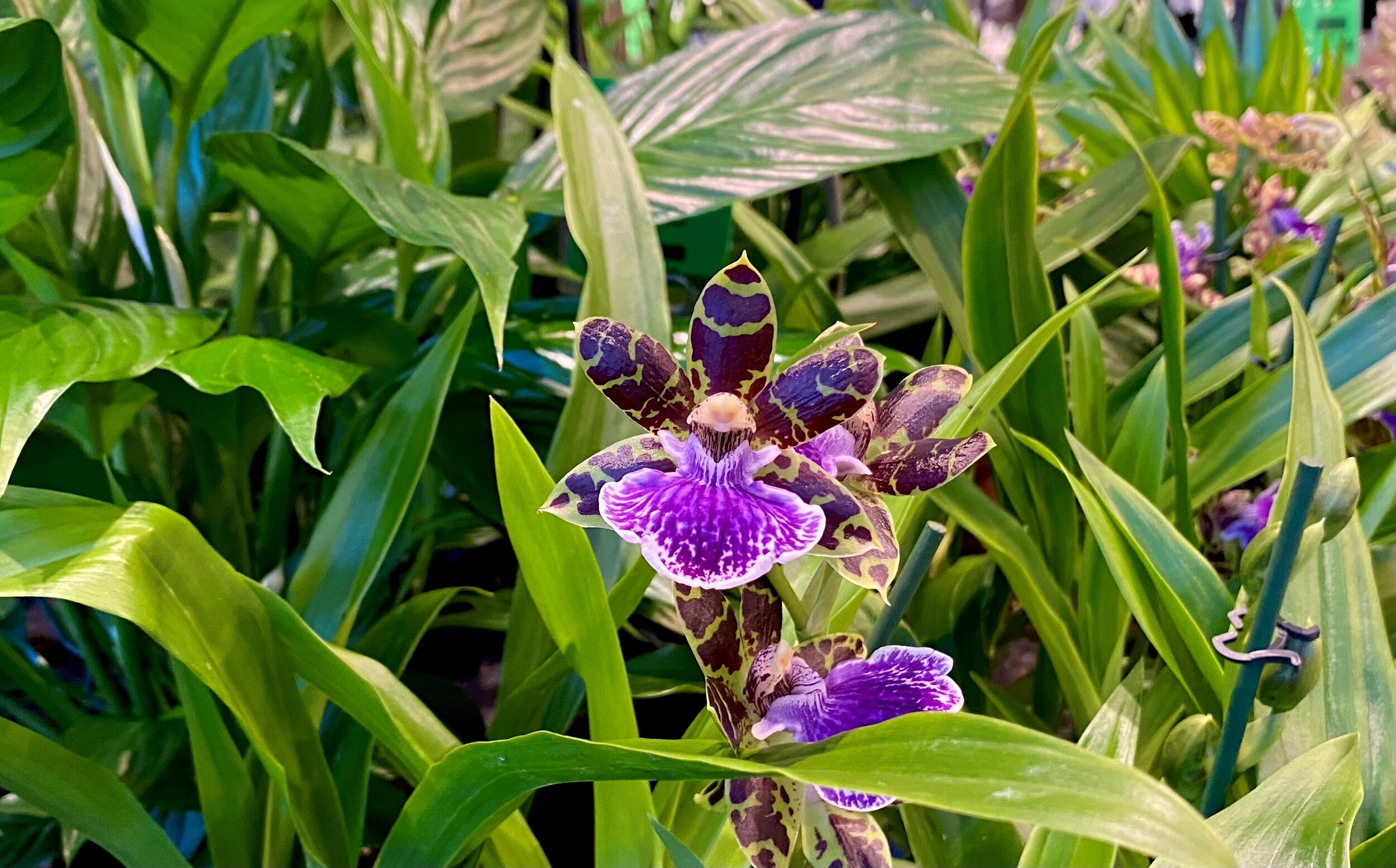 Zygopetalum 1.jpg