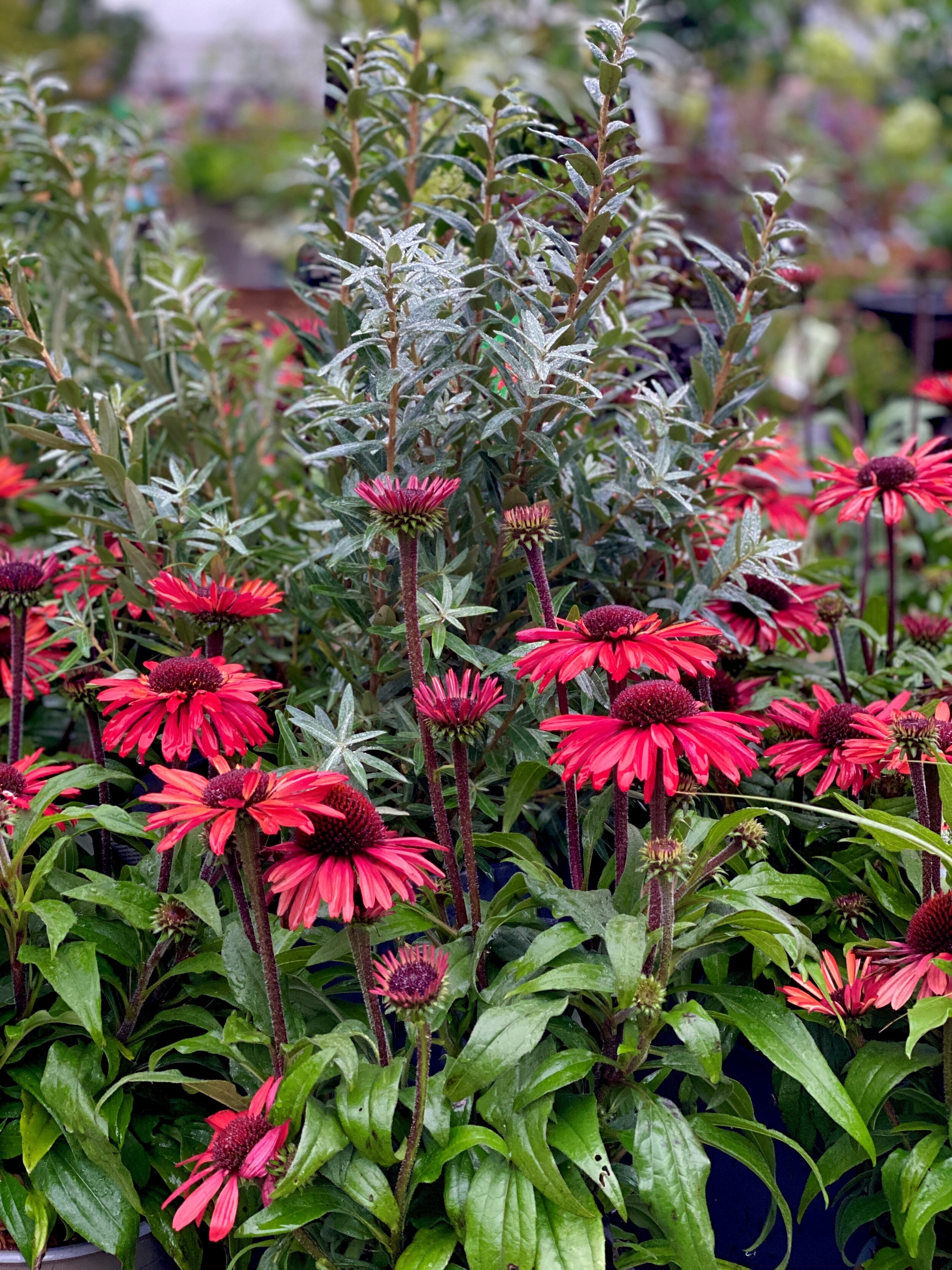 Solhatt Echinacea 'Sunseekers Orange'.jpg