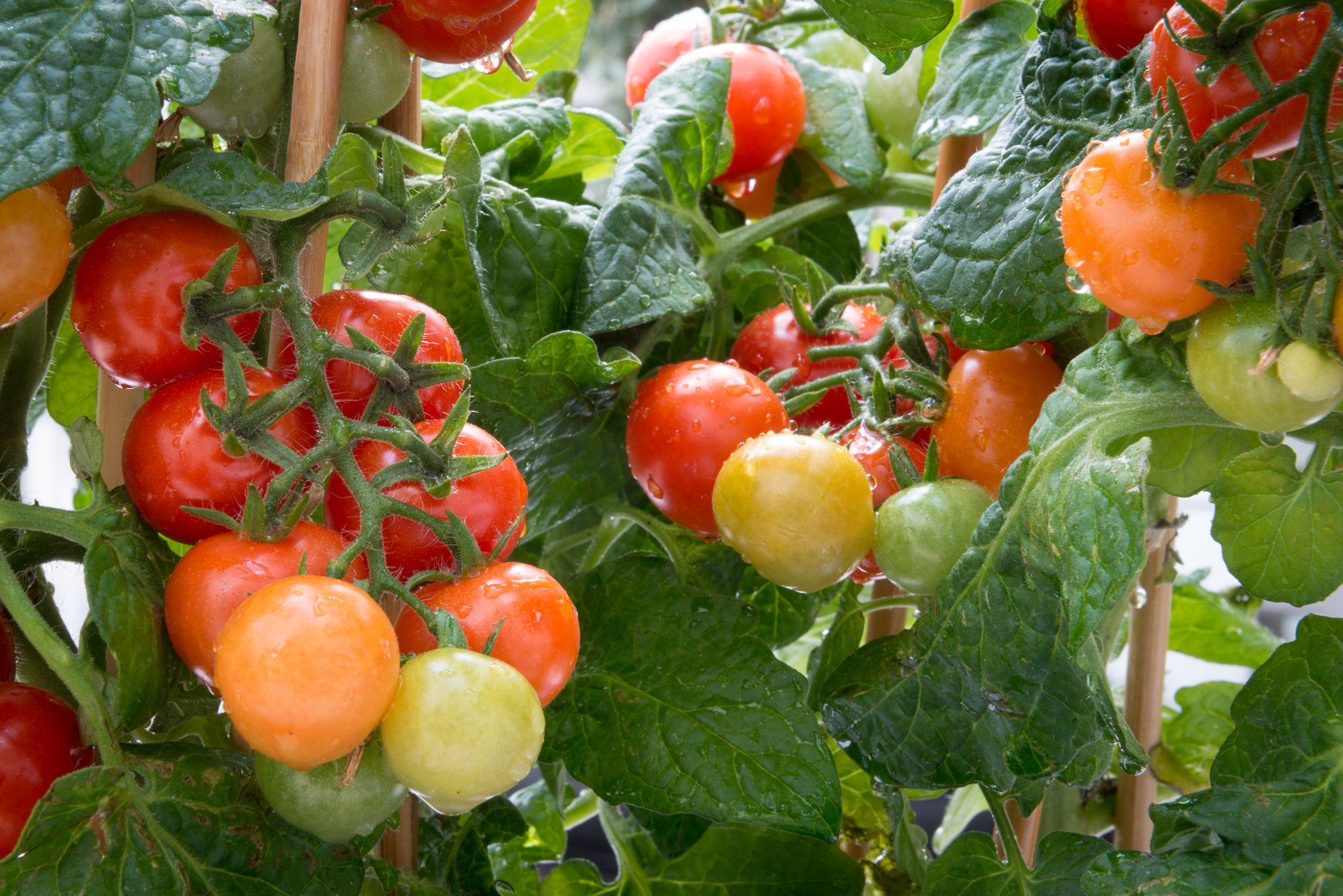 Åsbyhemochträdgård-tomater.jpg