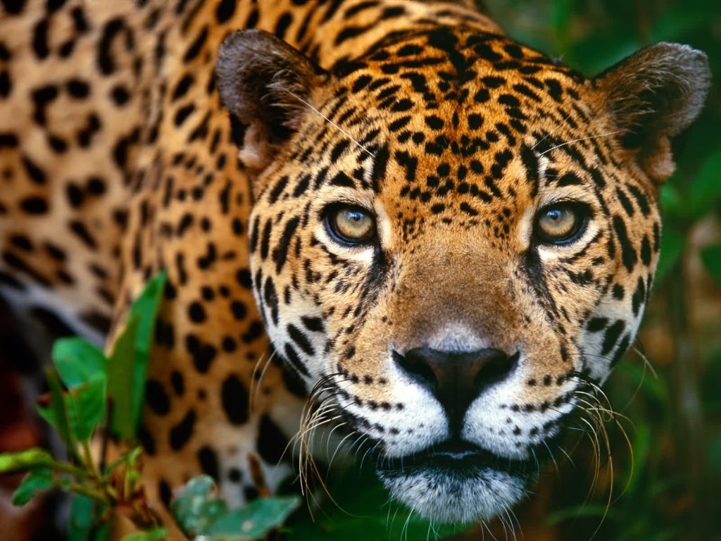 jaguar2 (copyrightfree).jpg