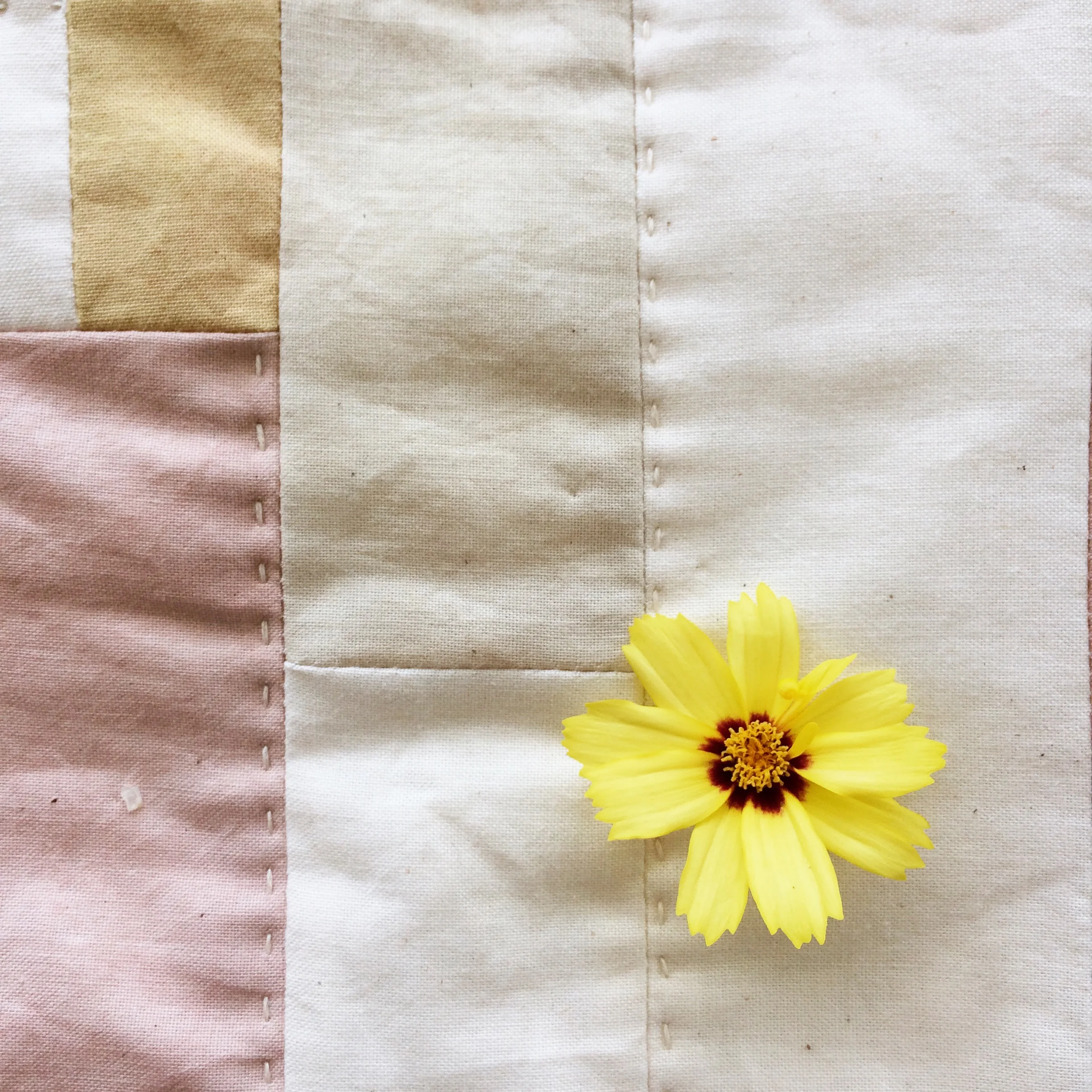 How to grow a plant dye garden.jpg
