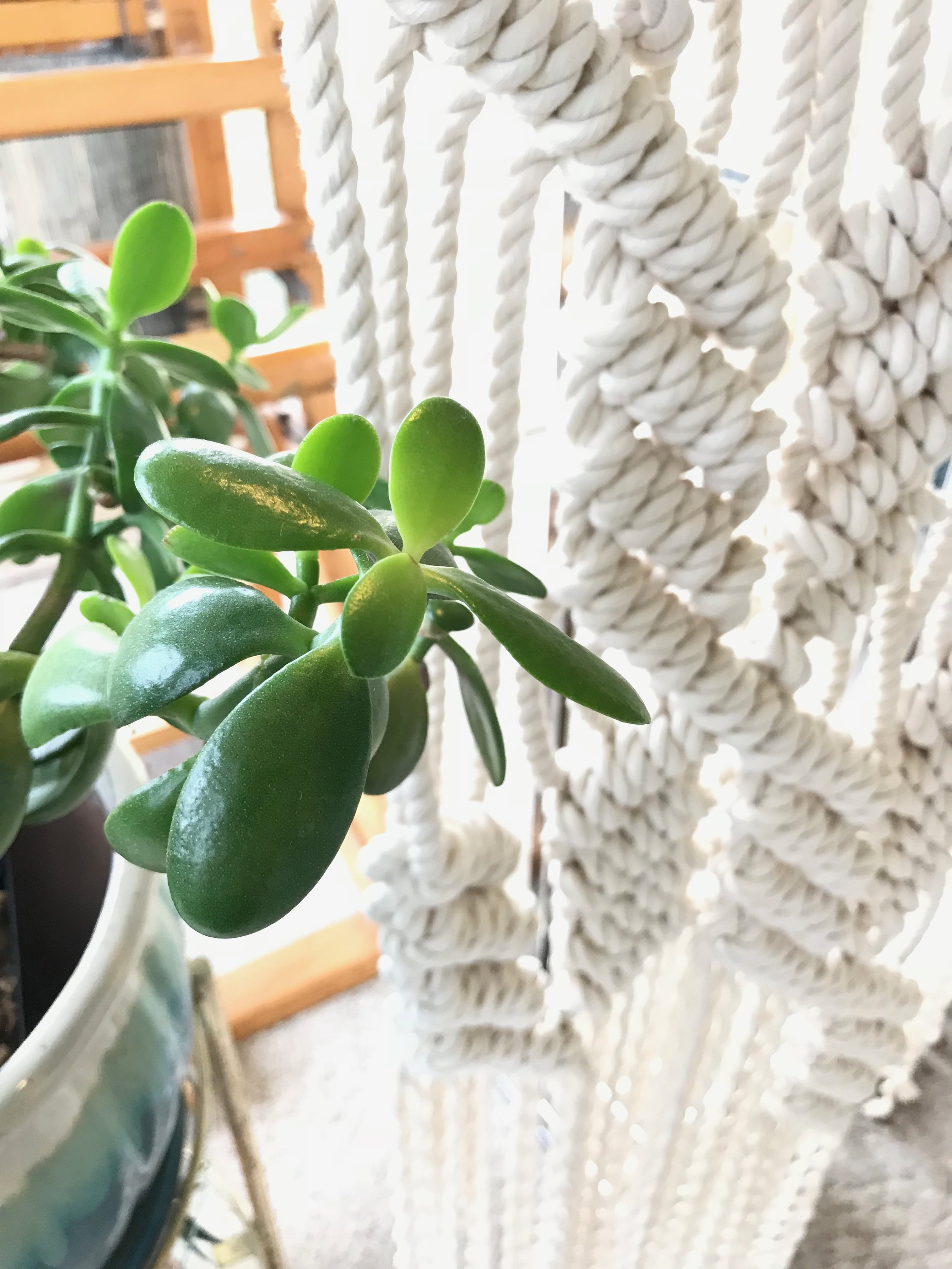 How to Plant and Grow Jade Plant