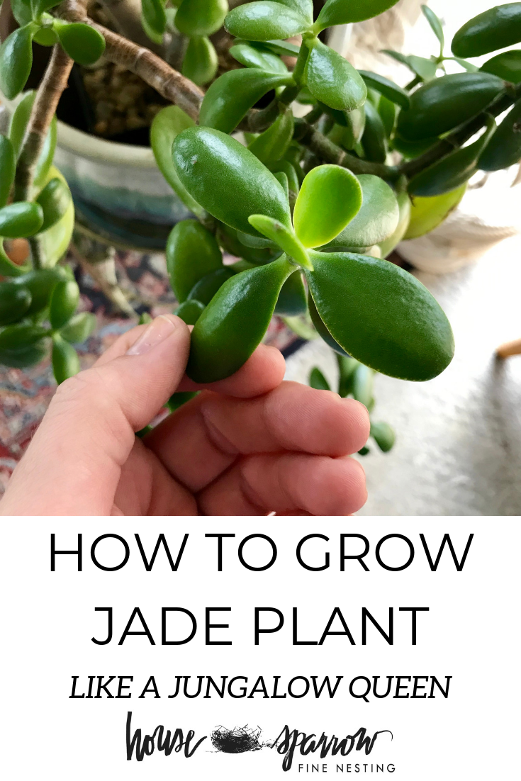 My Jade Plant Secrets: Light, watering, and how to grow guide for the  succulent Jade Plant houseplant — House Sparrow Fine Nesting