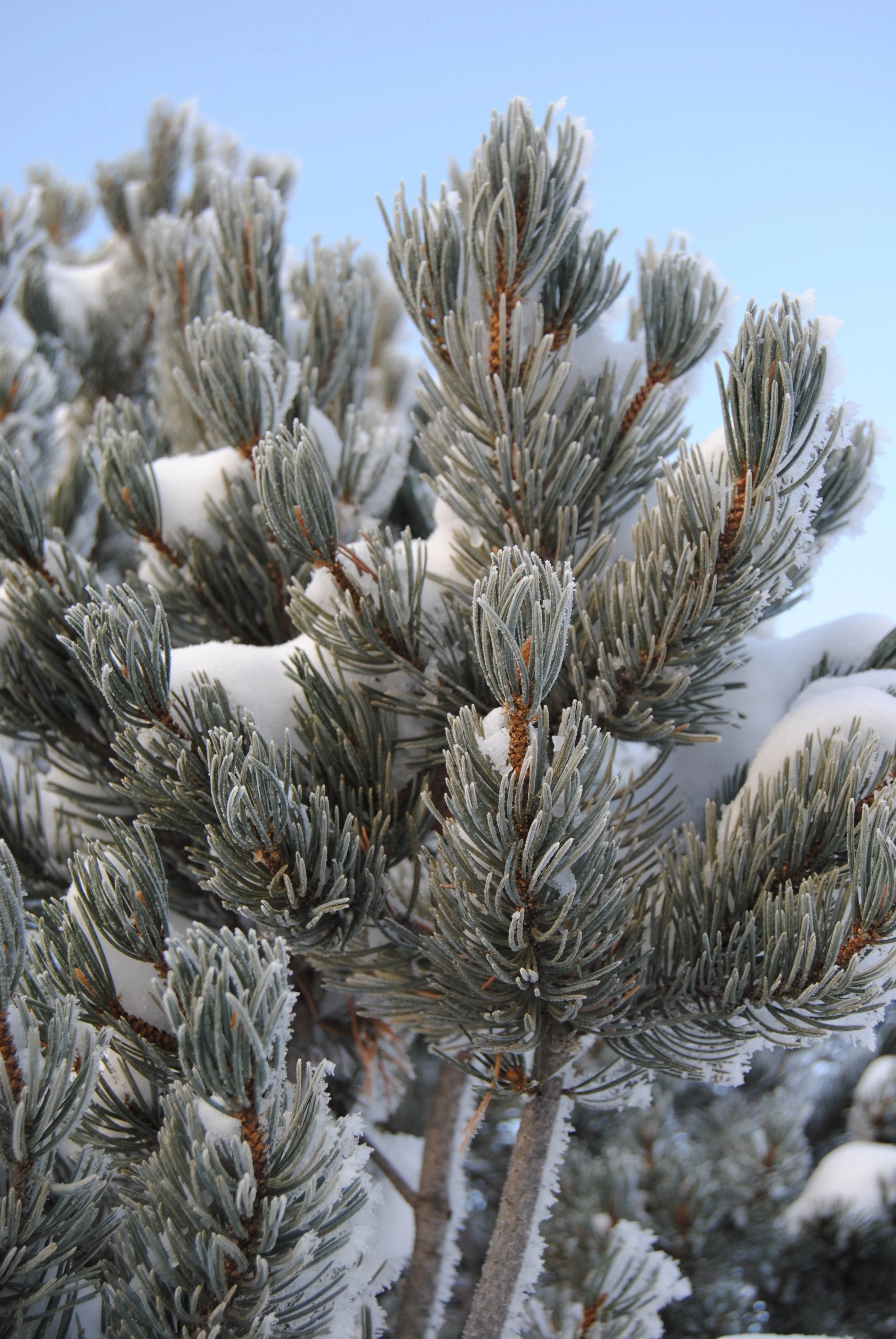Prepping for Winter: Embracing Yin & Conserving Yang
