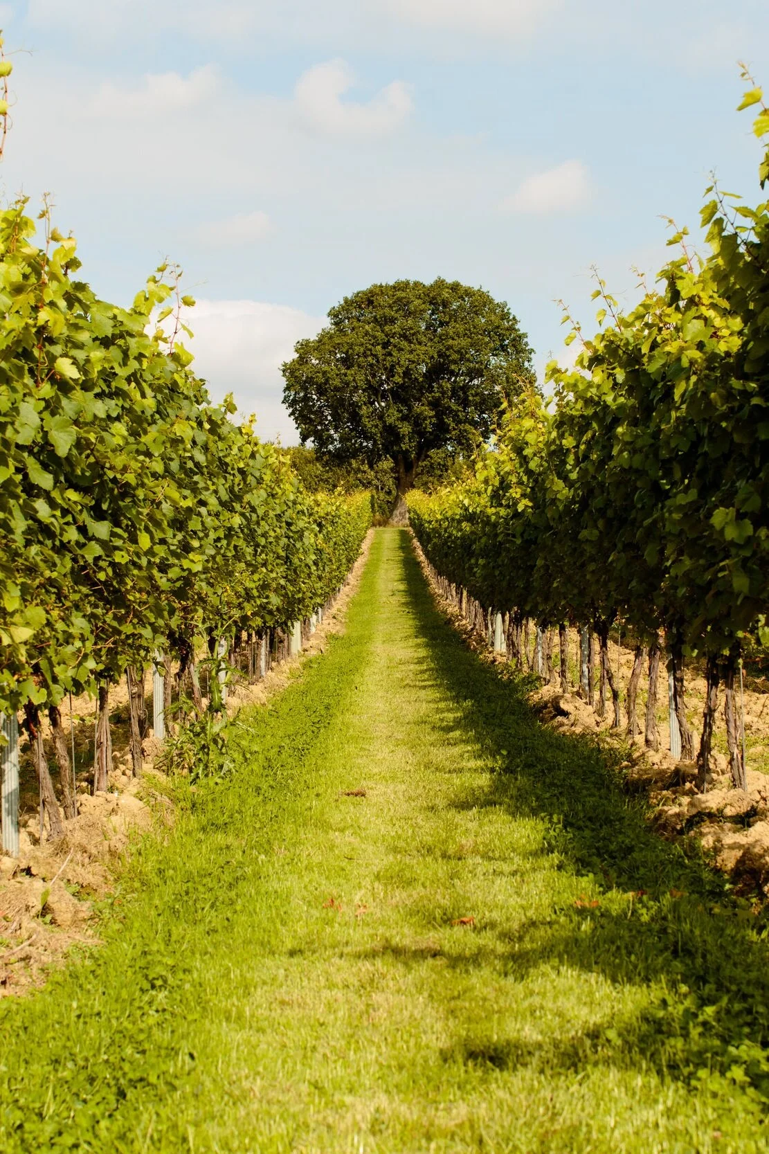 Gusbourne+Vineyards+7.jpg