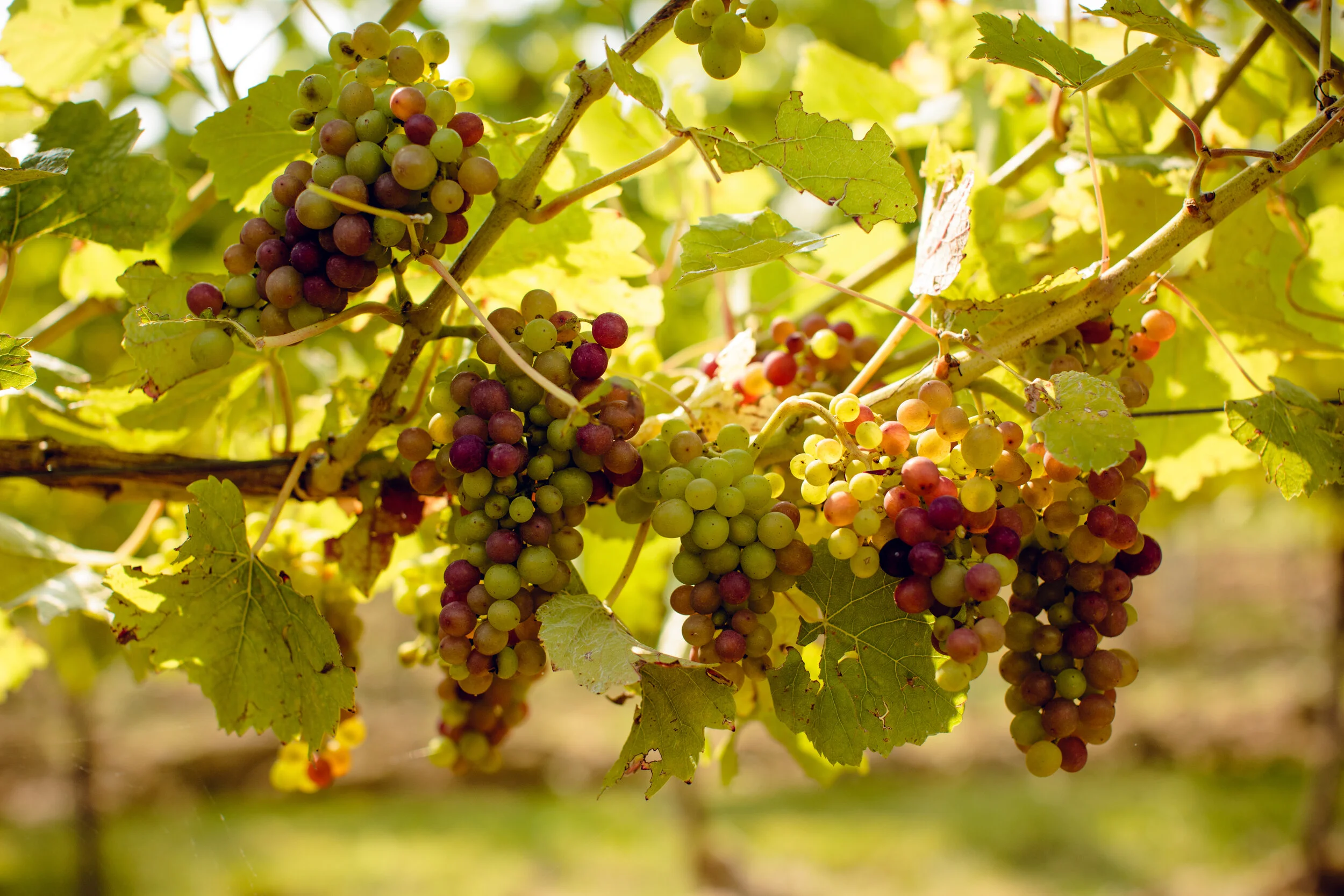 Gusbourne Vineyards 24.jpg