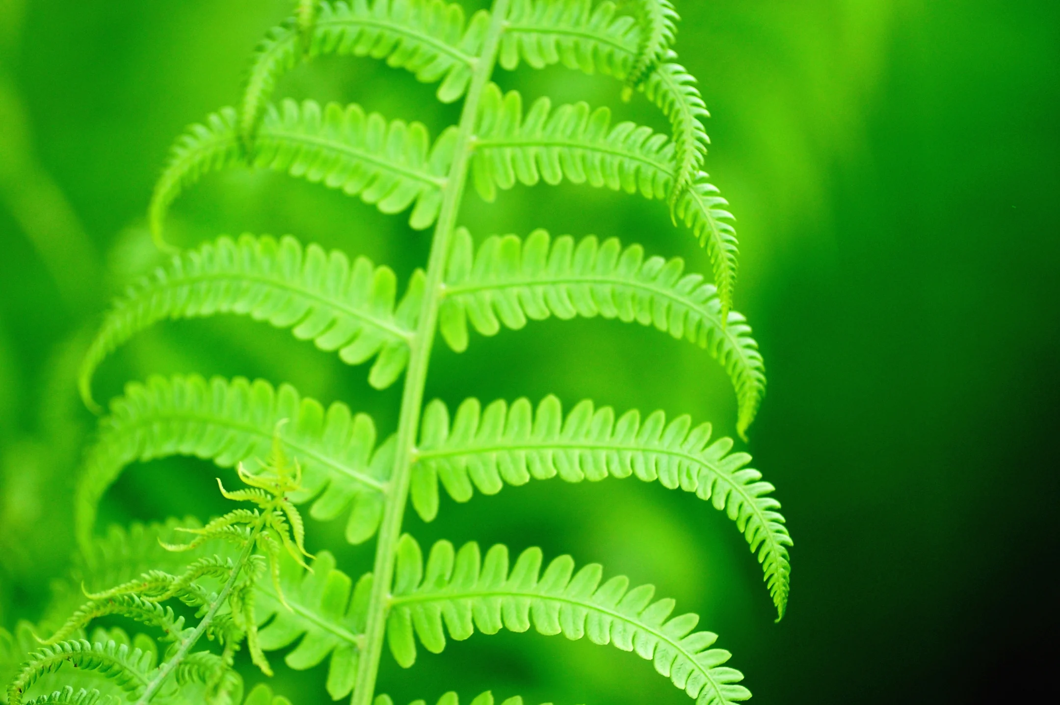 Nature header.jpg