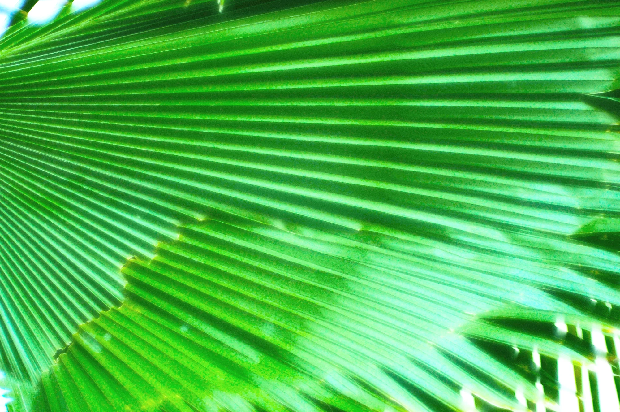 Mexican+Palm.jpg