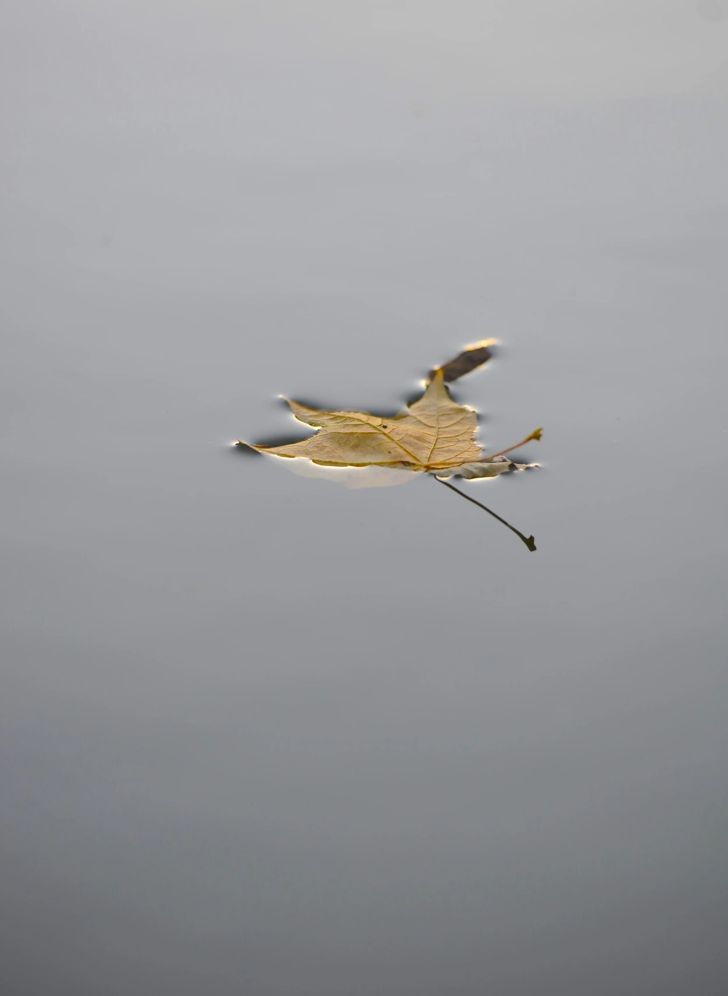 MPP_8159.jpg