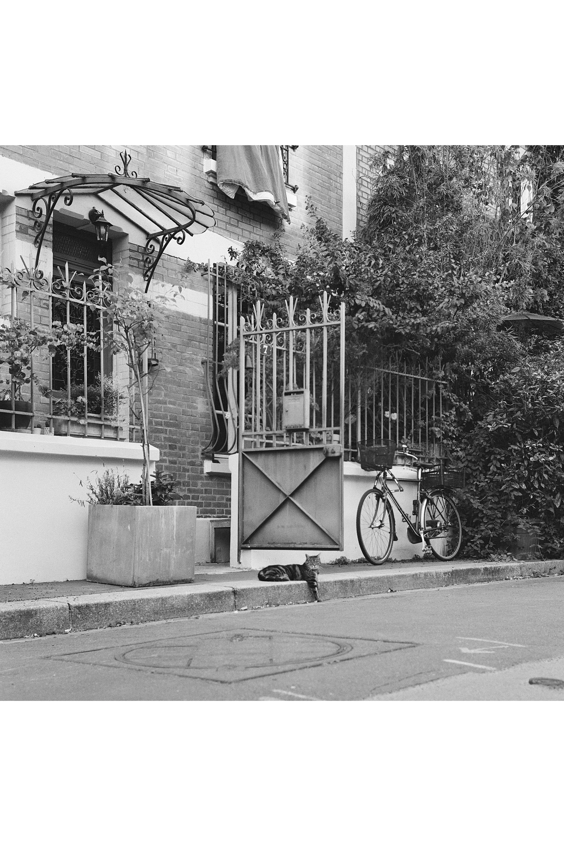 chat cite florale.jpg