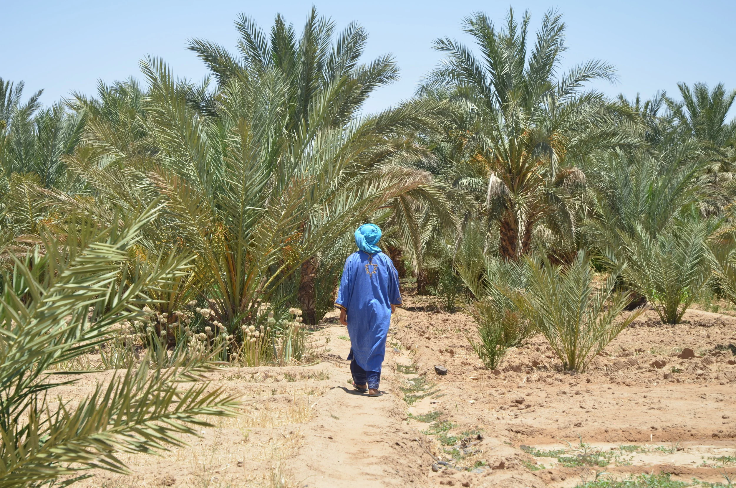 Hassan leading us through the desert garden to the "camel parking" (a spot by the well)