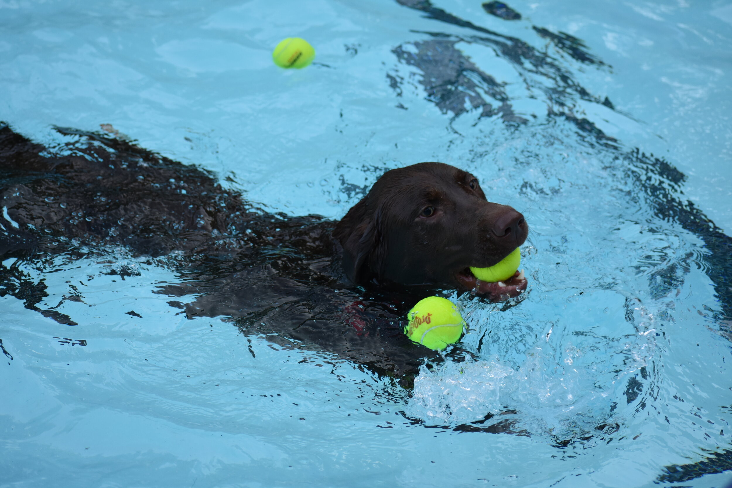 Dog Swim_Lab in Pool.JPG