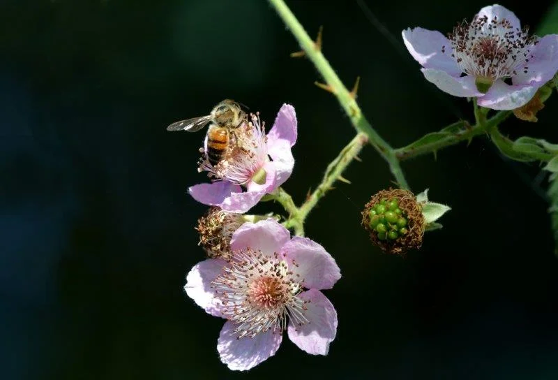 Living a Life With Purpose