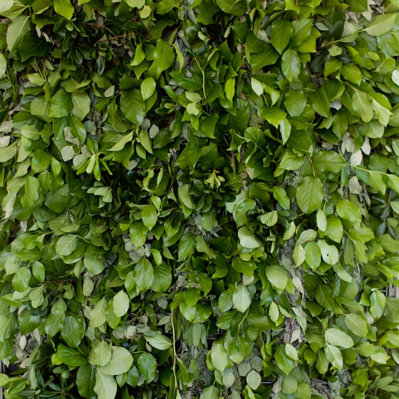 Tanger Outlet in Byron Center, Michigan Green Leaf Wall