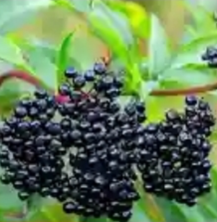The Bilberry Birch Autumn Herbal Workshop