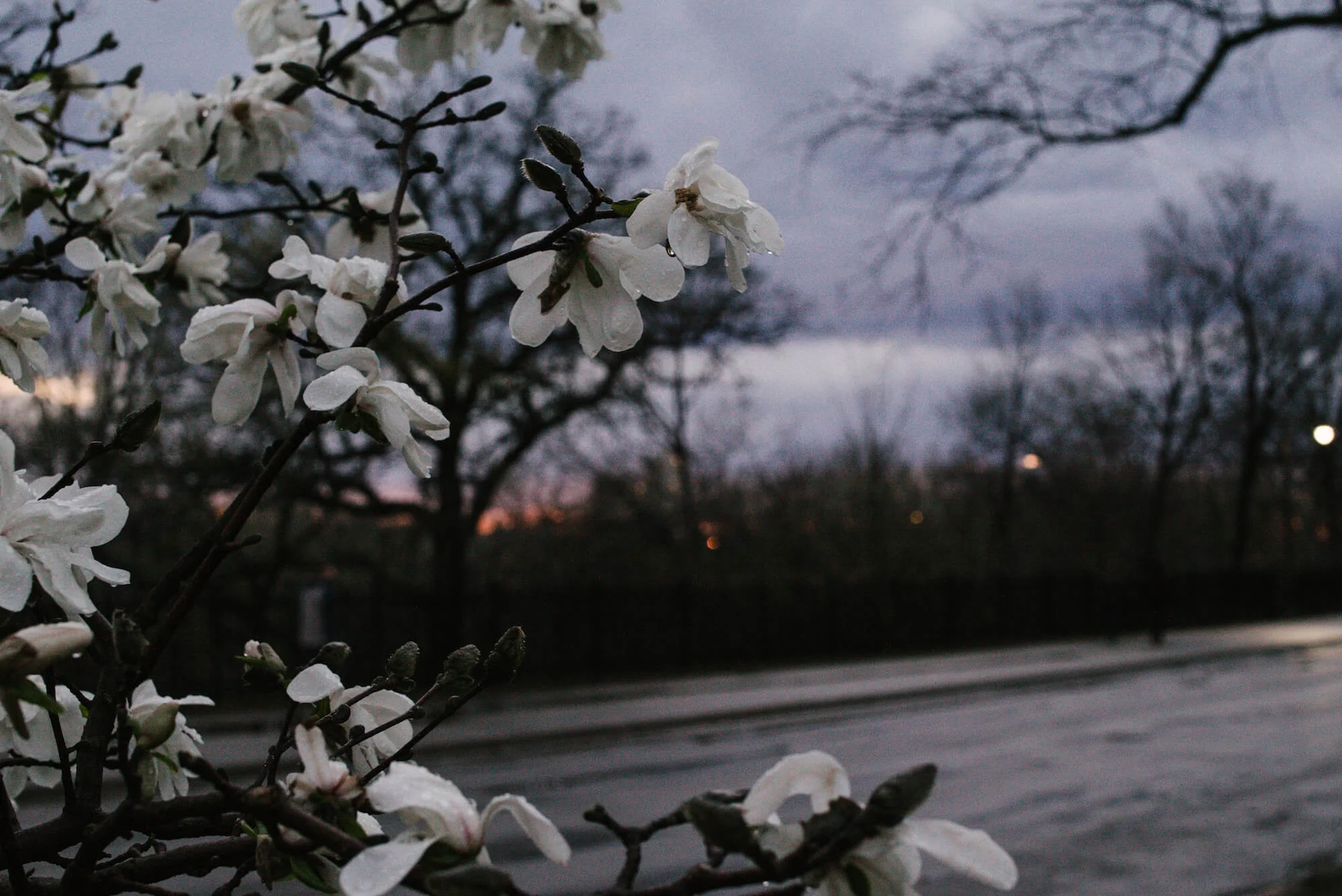 engle-olson-photography-spring-in-minneapolis-14.jpg