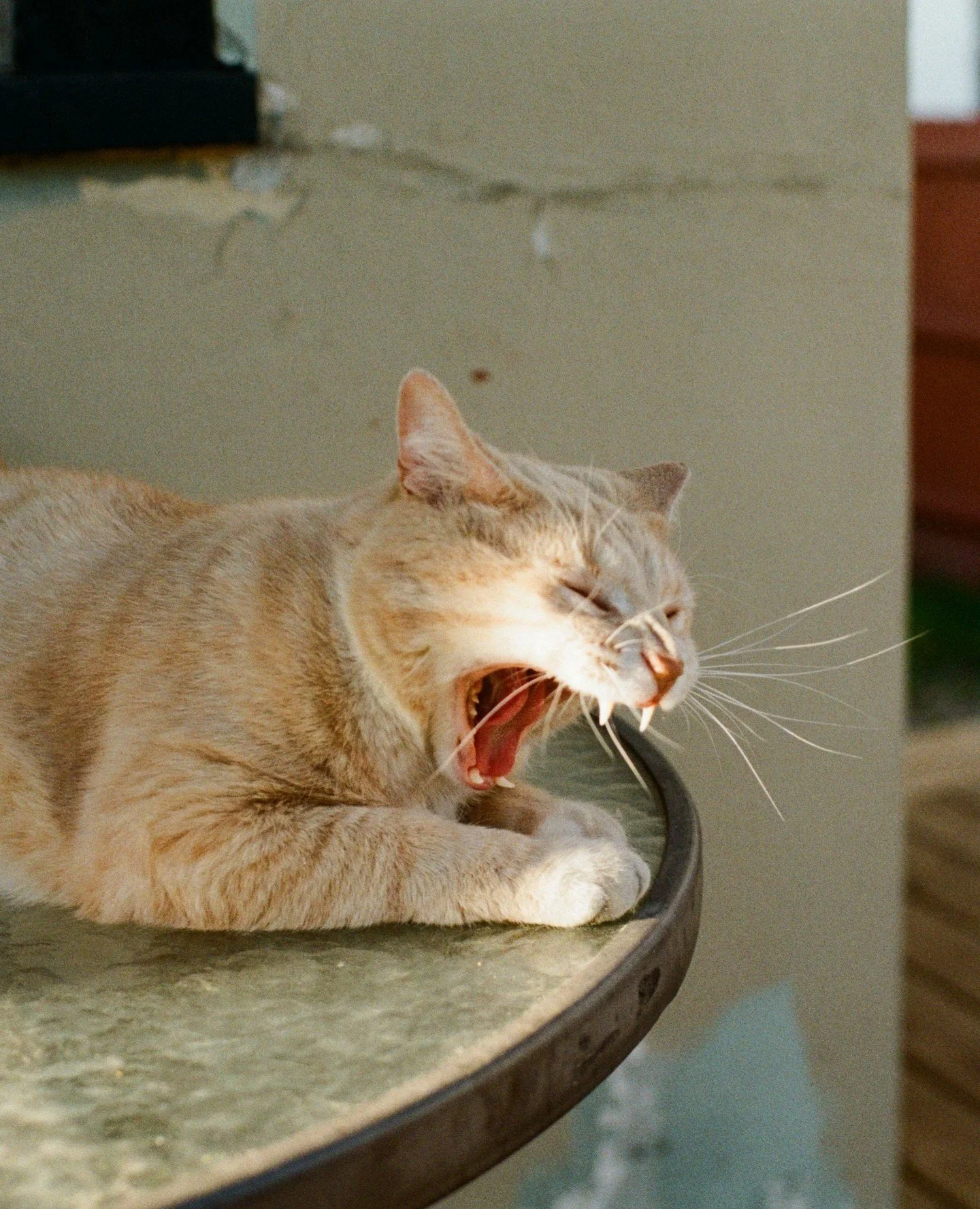 Pal mid yawn.⁠
⁠
...but I like to imagine Pal screaming something important in this film photo. What do you think this big boi is yelling?⁠
⁠
&quot;BILLIONAIRES SHOULDN'T EXIST!&quot;⁠
&quot;RELEASE THE FILES!&quot;⁠
&quot;ABOLISH 🧊&quot;⁠
&quot;15-