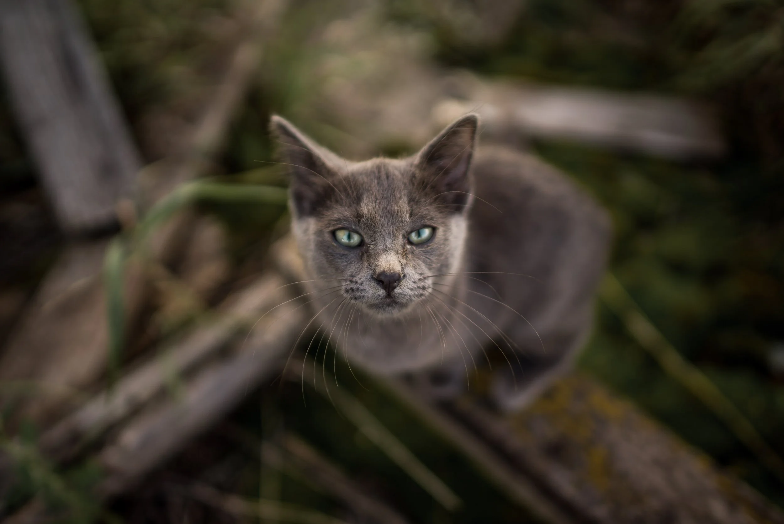 engle-olson-vera's-orgin-story- (1 of 7).jpg