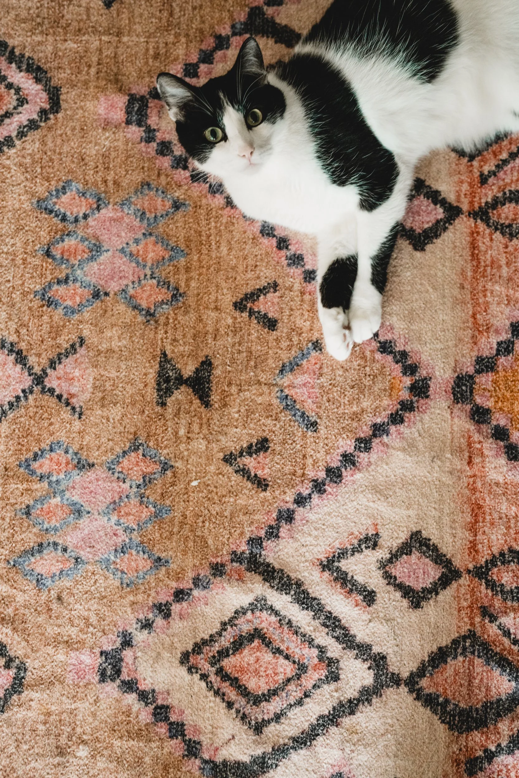 engle-olson-laura-will-engagement-session-previews- (2 of 25).jpg