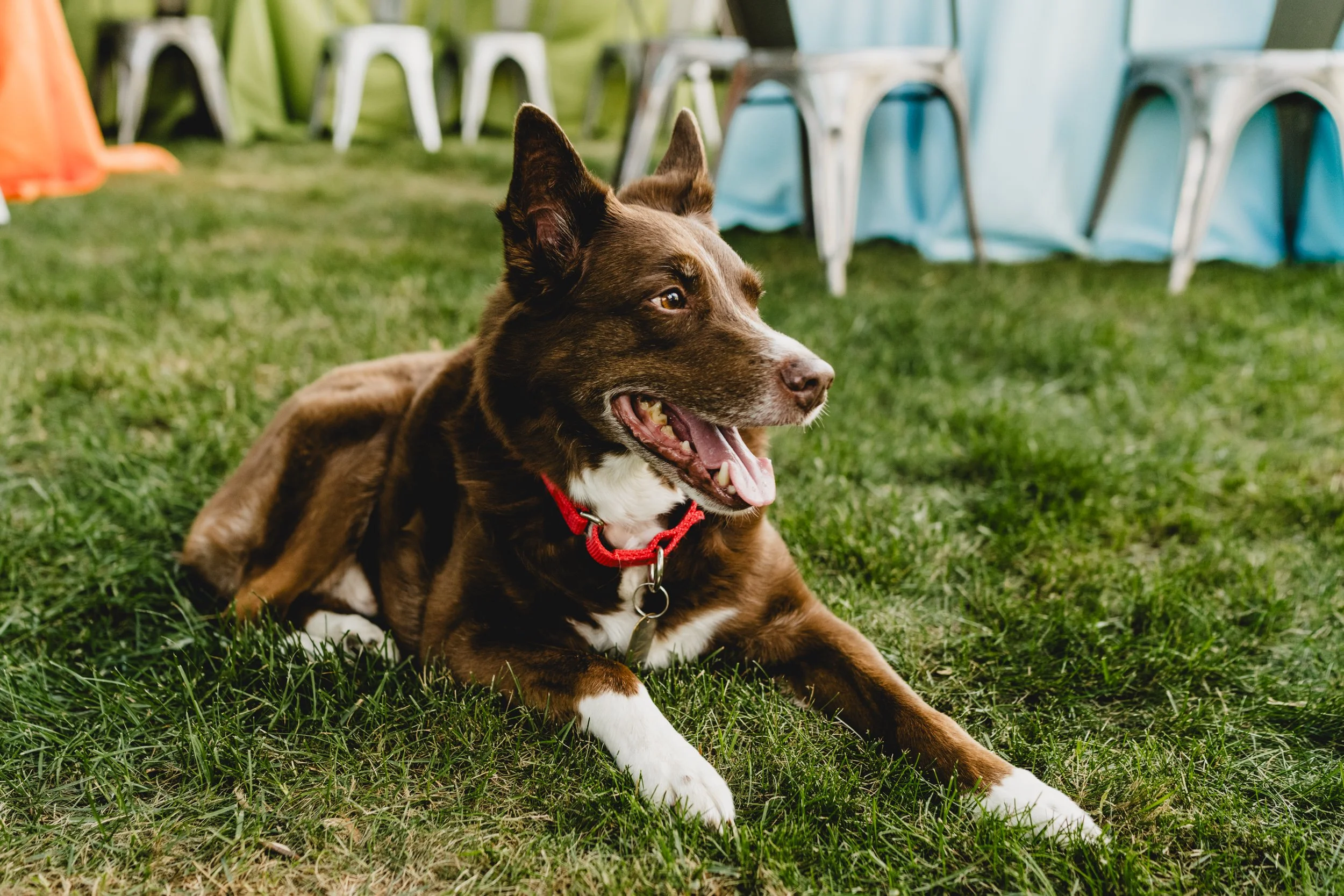 engle-olson-photography-danielle-jackson-mn-landscape-arboretum-wedding-previews-36.jpg