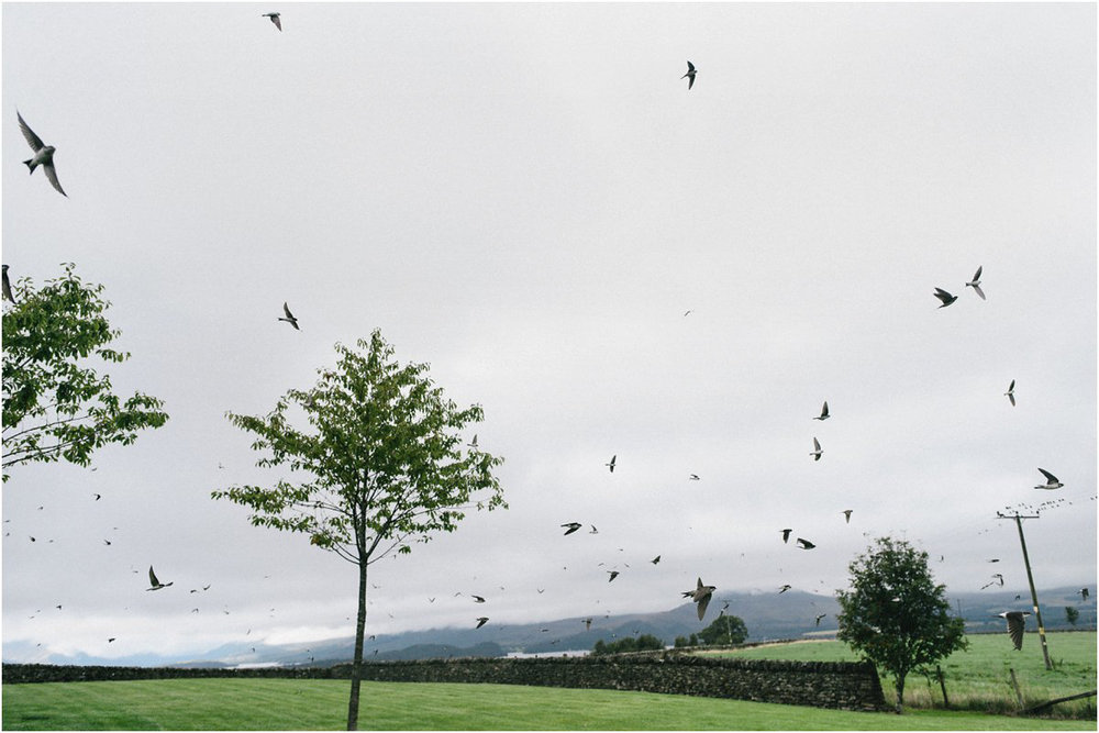  Swallows flying in swarms before a wedding in Ardoch House by Loch Lomond Scotland photographd by Cro and Kow 