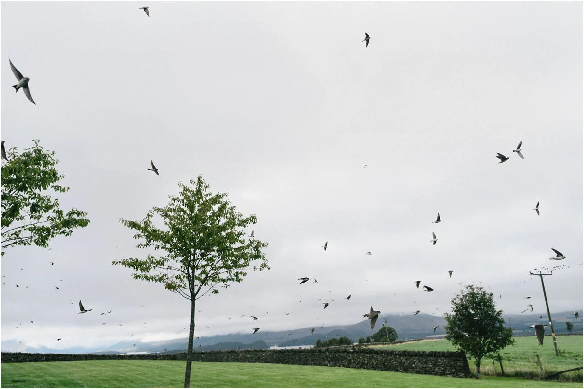 Swallows flying in swarms before a wedding in Ardoch House by Loch Lomond Scotland photographd by Cro and Kow