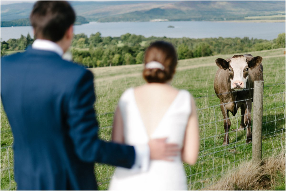  Wedding couple looking at a friendly cow after their outdoor wedding ceremony in a Scottish countryside 