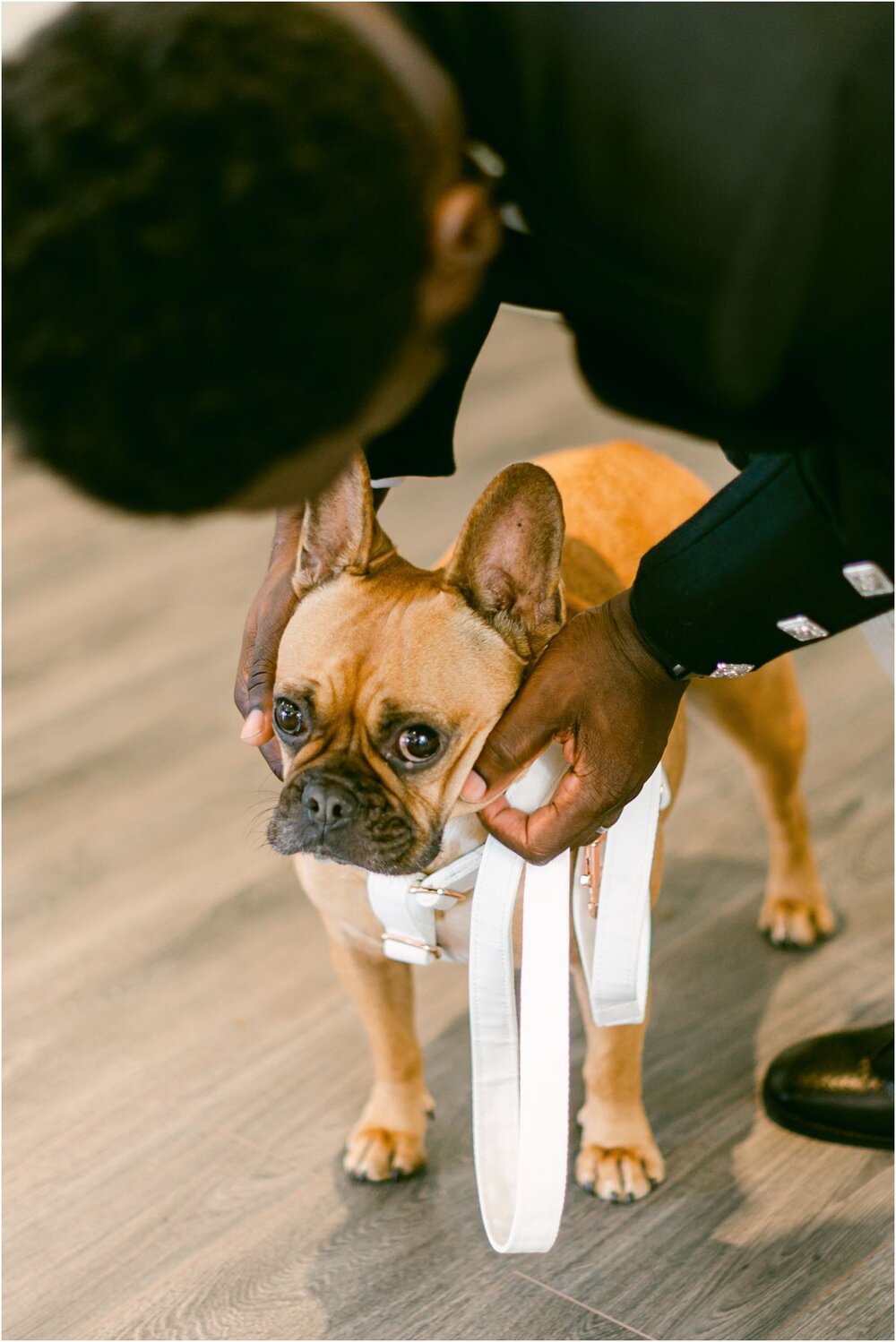  A French bulldog at a wedding in Scotland 