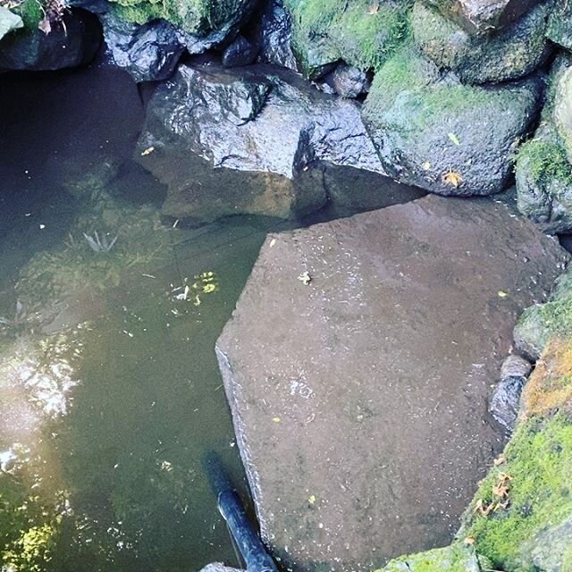 #beforeandafter #crystslclear #pond