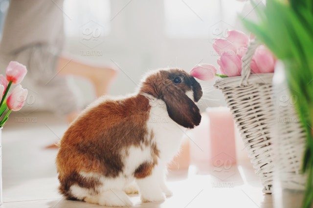 stock-photo-rabbit-spring-easter-bunny-rabbit-ears-easter-eggs-baby-bunny-easter-bunny-bunny-rabbit-bbf8e095-a1b9-4484-87da-5ca07f680ae5.jpg