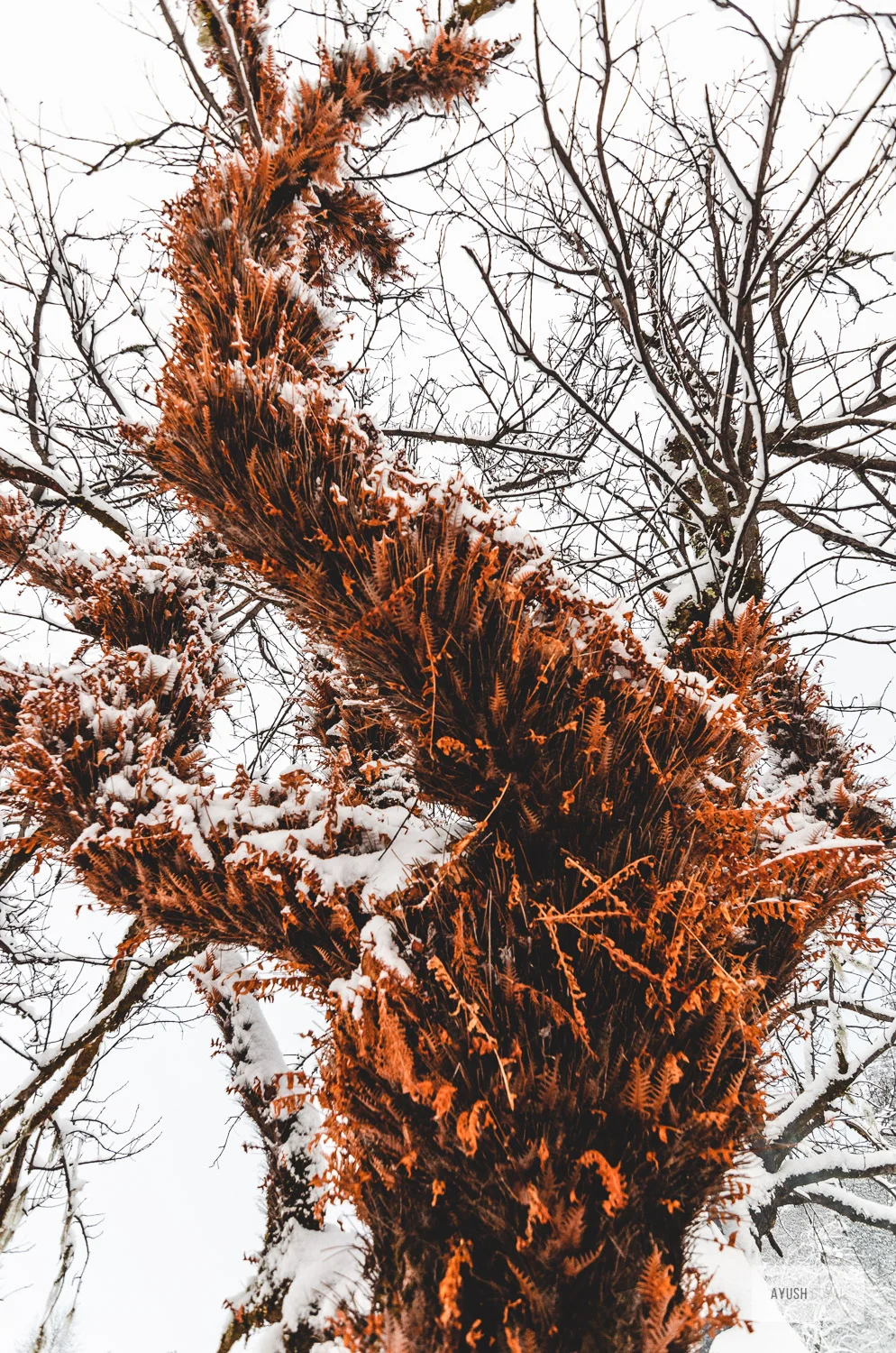 pangarchulla-33.jpg