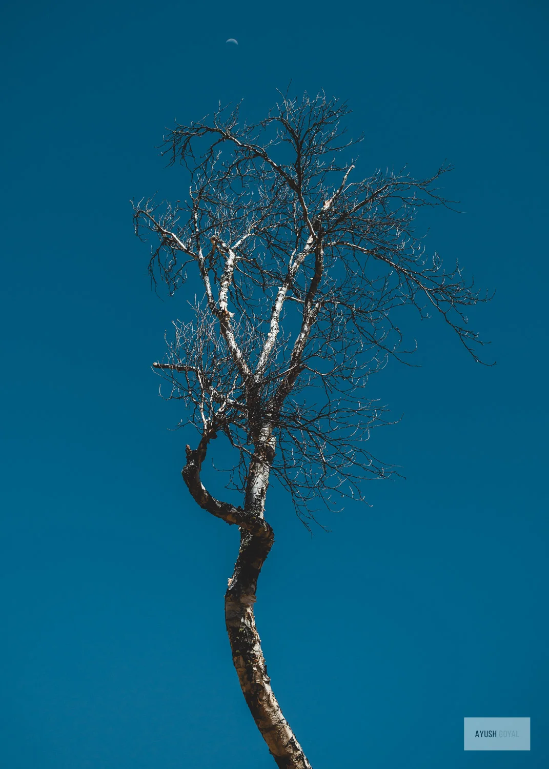 vasukital-3.jpg